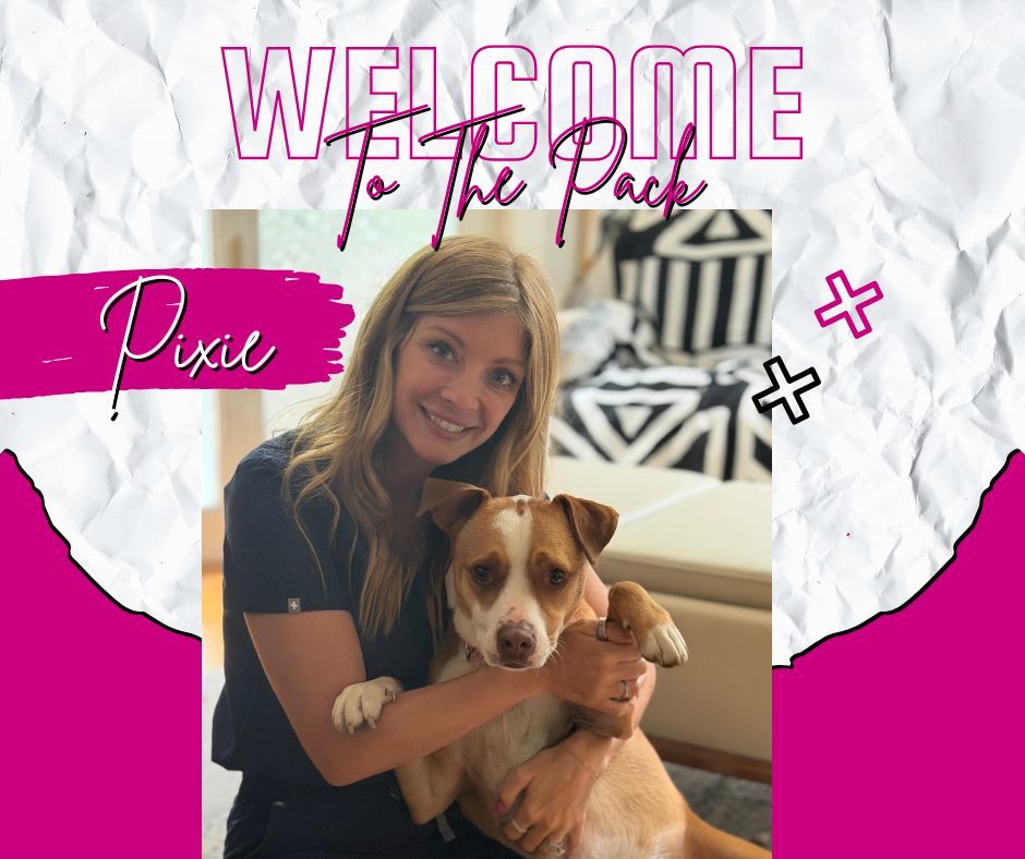 🐾 HEY EVERYONE, PIXIE HERE! 🐾

I&rsquo;m Pixie, and I&rsquo;m so excited to officially join the pack at Dog Training Elite! 🐶💗 I&rsquo;ll be working with Trainer Larissa through the Platinum + Lifetime Program, and I&rsquo;m ready to put my best paw forward!

My training goals include:
🎓 Building strong overall obedience and becoming a better listener
👋 Learning how to stay calm and confident around people
🐕 Working on my reactivity toward other dogs
🧠 Learning to focus on my handler even when there are exciting or distracting things around me

I may have a few things to work on, but I&rsquo;m ready to learn, grow, and show everyone what I can do! 🐾✨

Welcome me to the pack and wish me luck on my training journey! 💕🐶

