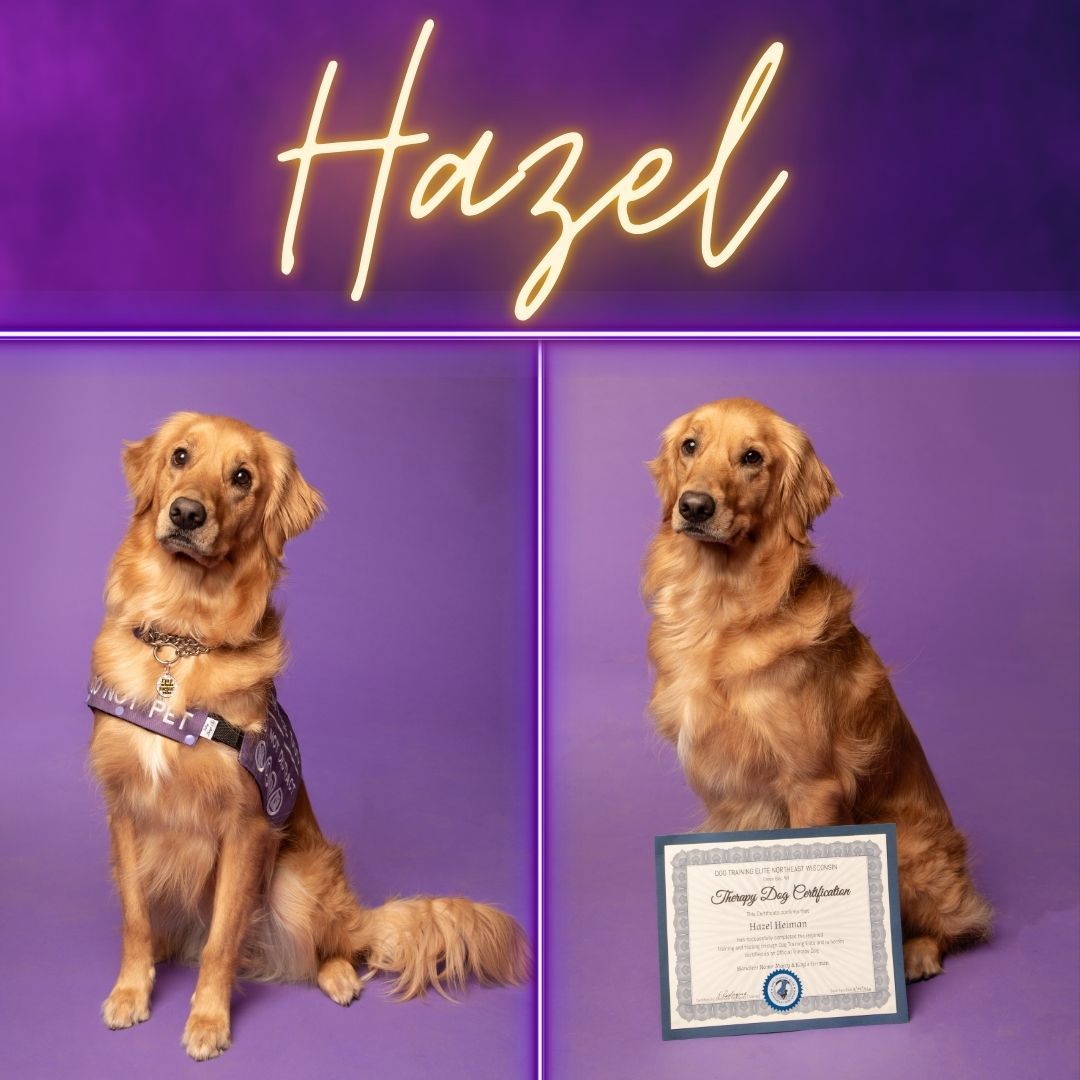 🐾✨ Trainer Dog Spotlight: Meet Hazel! ✨🐾

Hazel is a 4-year-old Golden Retriever with the sweetest soul and one of the most inspiring journeys you&rsquo;ll ever see. 💛

By day, Hazel is a Certified Service Dog for Trainer Marcy. By night, she switches gears and spreads joy as a Certified Therapy Dog&mdash;bringing comfort, smiles, and love to everyone she meets.

But Hazel wasn&rsquo;t always the confident girl she is today.

When she first started training, Hazel was incredibly timid, shy, and lacked confidence in almost every situation. Through years of hard work, patience, and dedication, she transformed into the calm, steady, loving dog she is now.

Hazel doesn&rsquo;t just show up for Marcy every single day&mdash;she shows up for others too. Whether she&rsquo;s working, comforting someone, or quietly laying by your side, Hazel reminds everyone around her what&rsquo;s possible when you invest time, trust, and consistency into a dog.

She truly knows nothing but love. 🐕✨

Around the facility, Hazel is more than just a great dog&mdash;she&rsquo;s a daily reminder of what growth, resilience, and teamwork can look like.

