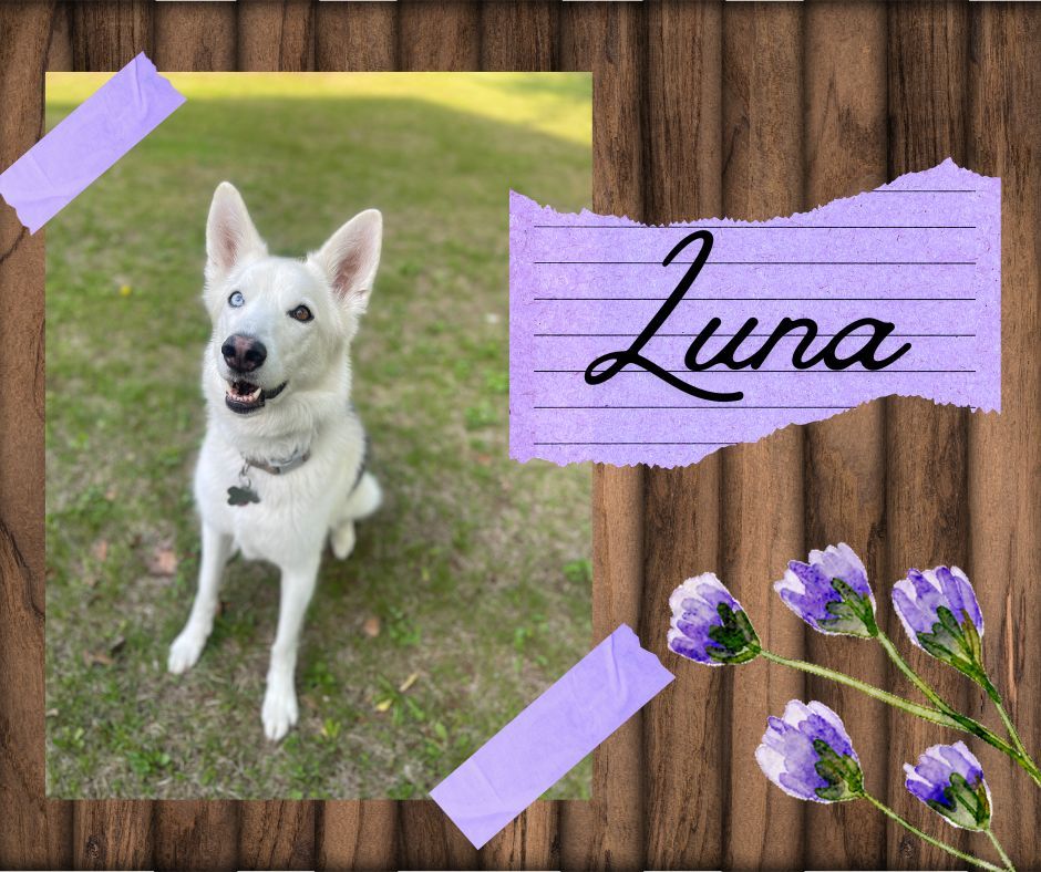 🐾✨ Trainer Dog Spotlight: Meet Luna! ✨🐾

Luna is a stunning German Shepherd / Husky mix and the loyal sidekick of our in-home trainer, Tina 🖤🐕

And honestly? Anywhere Luna goes in public, someone is guaranteed to say:
&ldquo;Wow&hellip; she&rsquo;s such a pretty girl!&rdquo; 😄✨

But Luna is more than just a pretty face&mdash;she&rsquo;s smart, fun, and LOVES showing off her tricks.

Her favorite party trick?
She can:
&bull; &ldquo;Speak&rdquo; with a big loud bark 📣
&bull; &ldquo;Whisper&rdquo; with the cutest quiet bark 🤫

She also knows:
&bull; Shake 🐾
&bull; High Five ✋
&bull; Spin 🌀
&bull; Give kisses on command 💋
&bull; Guard 👀
&bull; And she&rsquo;s currently learning to play dead when you say &ldquo;Bang!&rdquo; 🔫😄

Luna has the perfect mix of German Shepherd intelligence and Husky personality, making her equal parts beautiful, expressive, protective, and entertaining.

Whether she&rsquo;s out adventuring with Tina or charming everyone she meets, Luna knows exactly how to steal the spotlight everywhere she goes. 🐕✨

