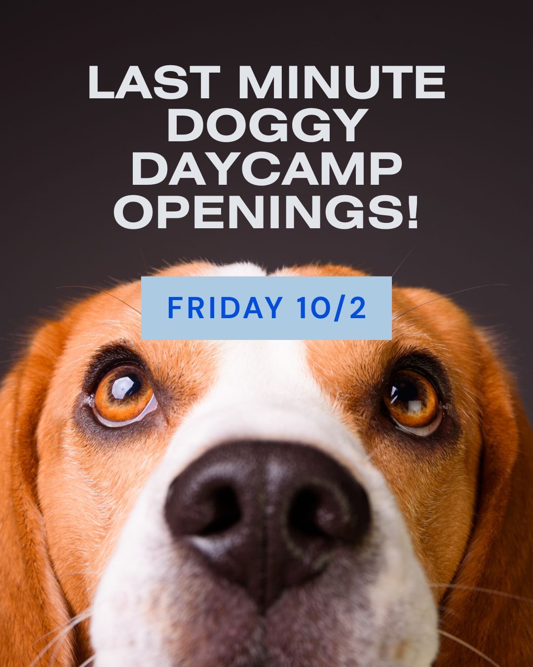 🐾 Rare, last-minute Doggy Daycamp openings! We have 2 spots available tomorrow, Friday 10/2! 🐾

Grab yours using your SignUpGenius link, or reach out directly and we&rsquo;ll get you signed up!

These spots don&rsquo;t open up often&mdash;snag one while you can! 🐶