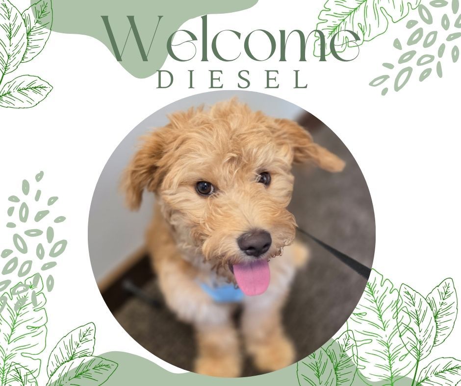 🐾🔥 WELCOME TO THE PACK, DIESEL! 🔥🐾

Diesel is officially joining the Dog Training Elite family, and he&rsquo;s got a fantastic team behind him! 🐶💪

He&rsquo;ll be working with multiple trainers through our Platinum + Lifetime Elite Training Camp program, while Trainer Tina helps guide his owner through in-home follow-up sessions.

His goals? 🎯
✨ Rock-solid overall obedience
👀 Listening even when distractions are everywhere
🐾 Building the skills and structure he needs to succeed

After having a reactive dog in the past, Diesel&rsquo;s owners are determined to give him the best possible foundation from the start&mdash;and we absolutely love that commitment! 💙

We can&rsquo;t wait to watch Diesel grow, learn, and become the best version of himself! 🐾🔥


