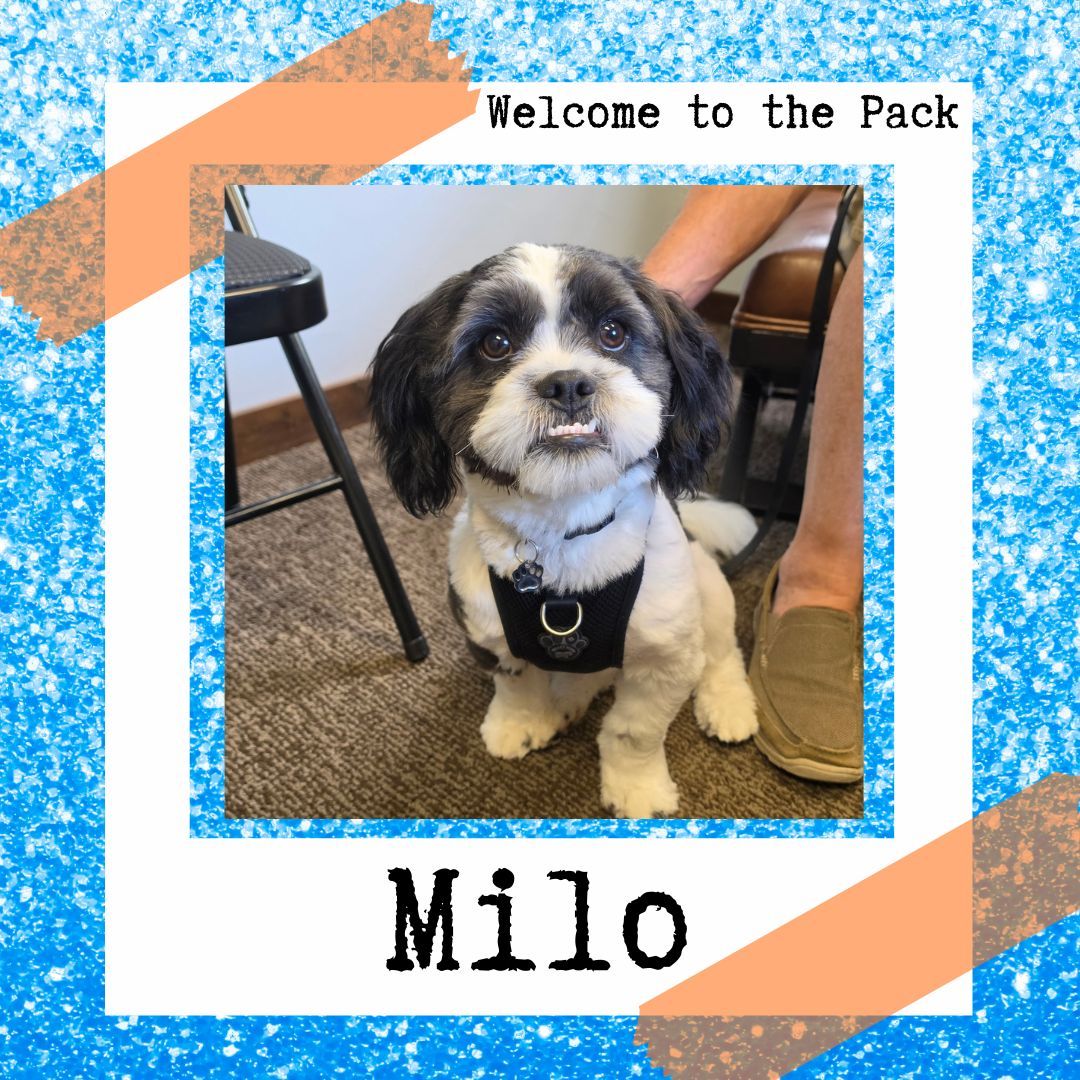🐾🎉 A Big Welcome to Milo! 🎉🐾

Everyone help us welcome Milo to the pack! He's joining our Platinum Elite Training Camp, and we're excited to be part of his training journey.

Milo will be working on building reliable obedience, improving his recall, and learning better ways to handle those playful bitey moods so his family can confidently manage him in any situation.

We can't wait to watch Milo grow into a well-mannered, confident companion and share his progress along the way. Welcome to the pack, Milo! ❤️🐶

