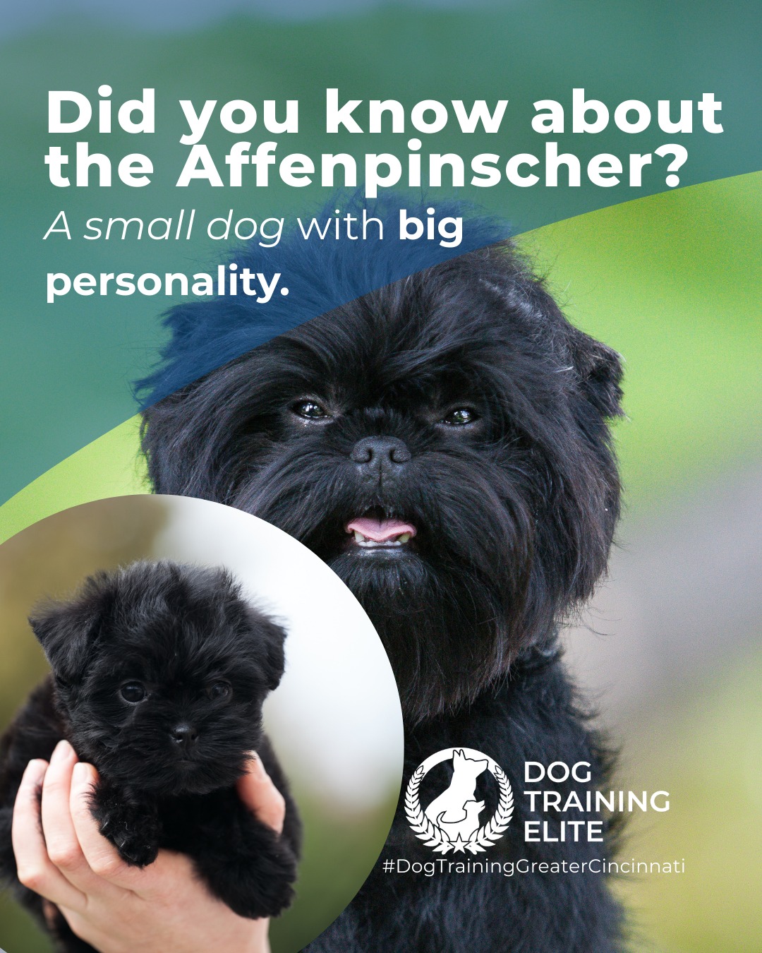 Affenpinschers are fearless little explorers with a strong prey drive. Early socialization and structured training help channel their energy into positive behaviors. Mental games and interactive play keep them engaged and confident.

🐾 From basic obedience to advanced service dog training, Dog Training Elite Greater Cincinnati helps dogs near Liberty Township build better behavior and stronger bonds this season. 🐾
 📍 https://maps.app.goo.gl/6oEXzBpFStru4fTv6


