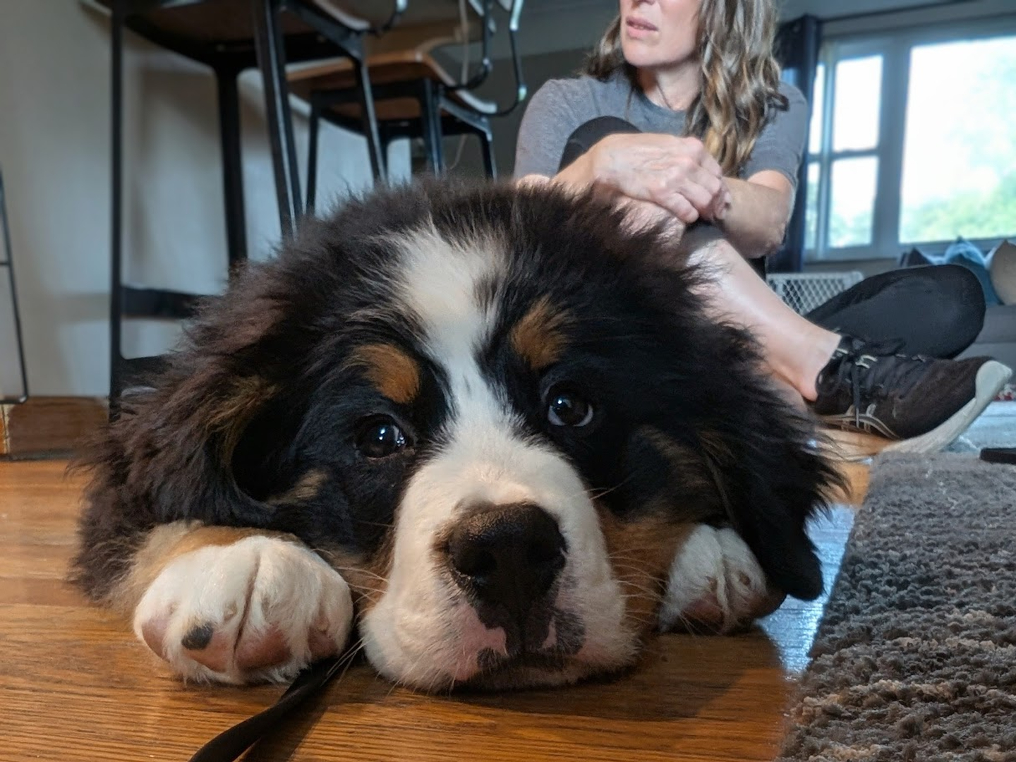 A calm puppy at home is a great place to start real training. 🐶

At Dog Training Elite Greater Cincinnati, our in-home dog training helps families in Cincinnati, Dayton, and Middletown build reliable manners where it matters most. Whether you&rsquo;re working on puppy obedience training or need behavior training for dogs that struggle with jumping, pulling, or listening, we keep the plan simple and customized to your goals and your dog&rsquo;s needs.

✔ Dog obedience training from basic to advanced dog training 
✔ Help from a professional dog trainer using a balanced training approach with praise, treats, and minimal corrections 
✔ Support for bigger challenges, including aggressive dog training and service dog training 🦮

If you&rsquo;ve been searching for a dog trainer near me and want a clear path forward, reach out and someone from our team will help schedule your evaluation.