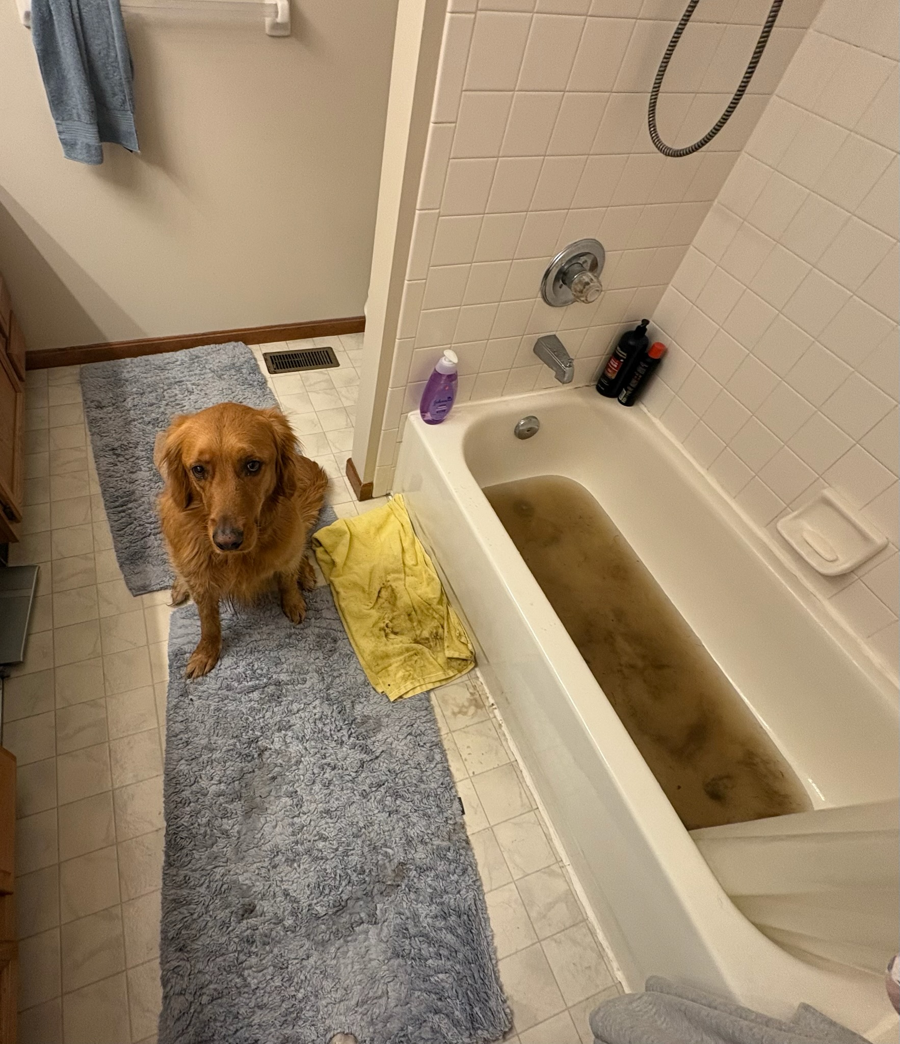 Daisy dodged the drops and landed the puddles!
What did you all do today???

 