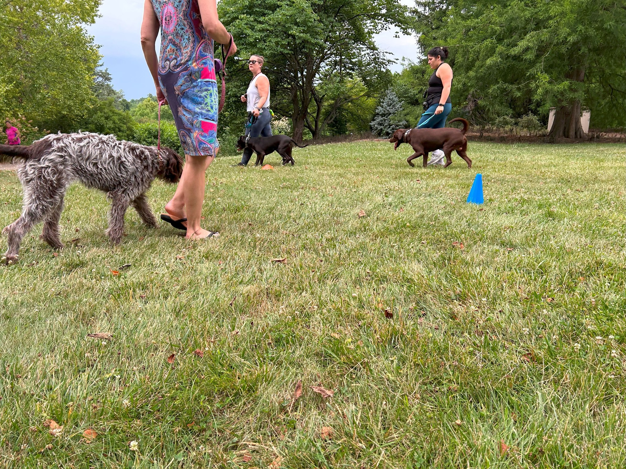 Going for a walk should be an enjoyable experience for you and your dog! 
When working on your heel, don't forget to incorporate different speeds and turning both left and right. This helps your pup find their position again. 
🐶