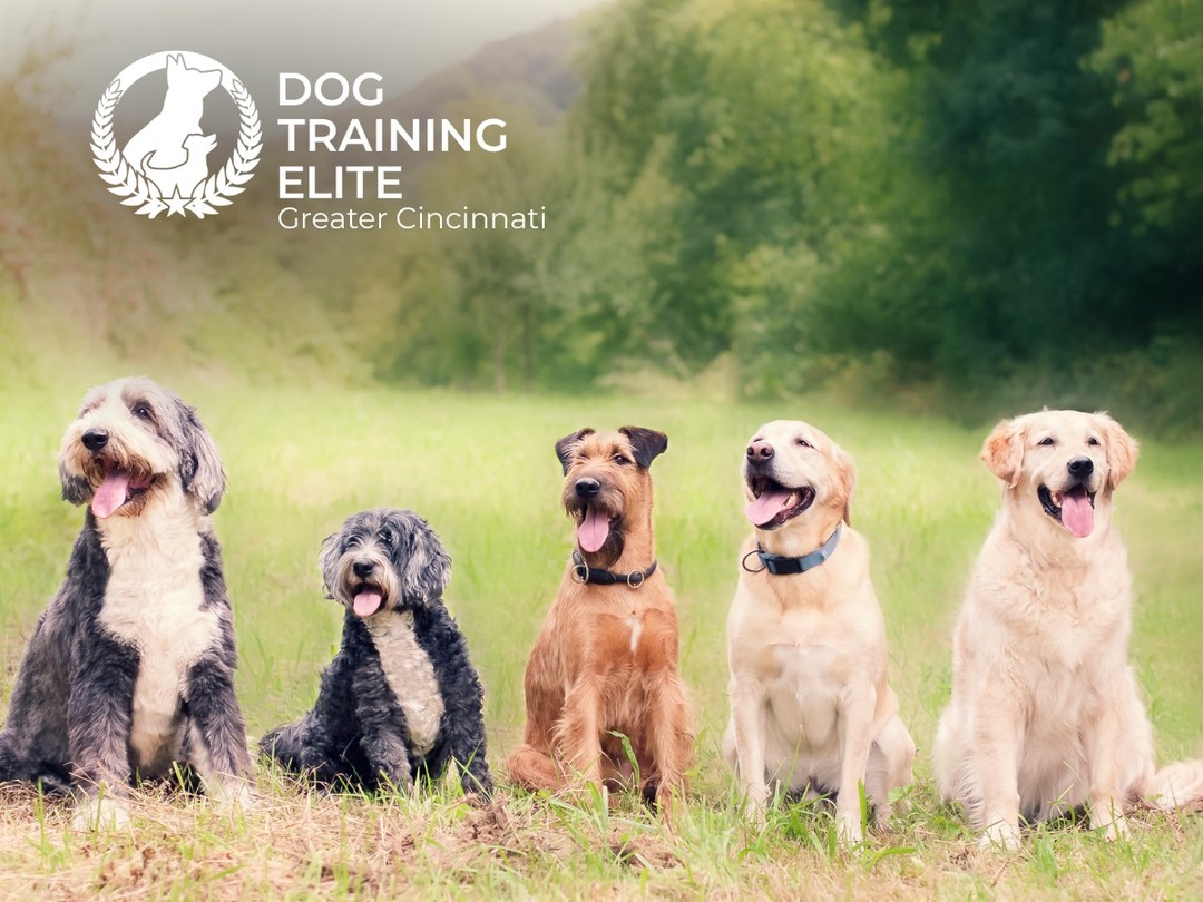 AKC Canine Good Citizen&reg; Prep Training

Want to help your dog earn their AKC Canine Good Citizen certification? Dog Training Elite Greater Cincinnati offers CGC prep training to build polite manners, focus, and reliable obedience in public settings.

Dogs work on calm greetings, leash skills, and dependable recall, key behaviors needed to pass the CGC test and succeed in everyday life. Training is practical, real-world focused, and tailored to your dog&rsquo;s needs.

We serve families in Blue Ash, Mason, Maineville, and nearby areas.

Schedule your free in-home evaluation today and get your dog ready for the AKC CGC test with confidence.