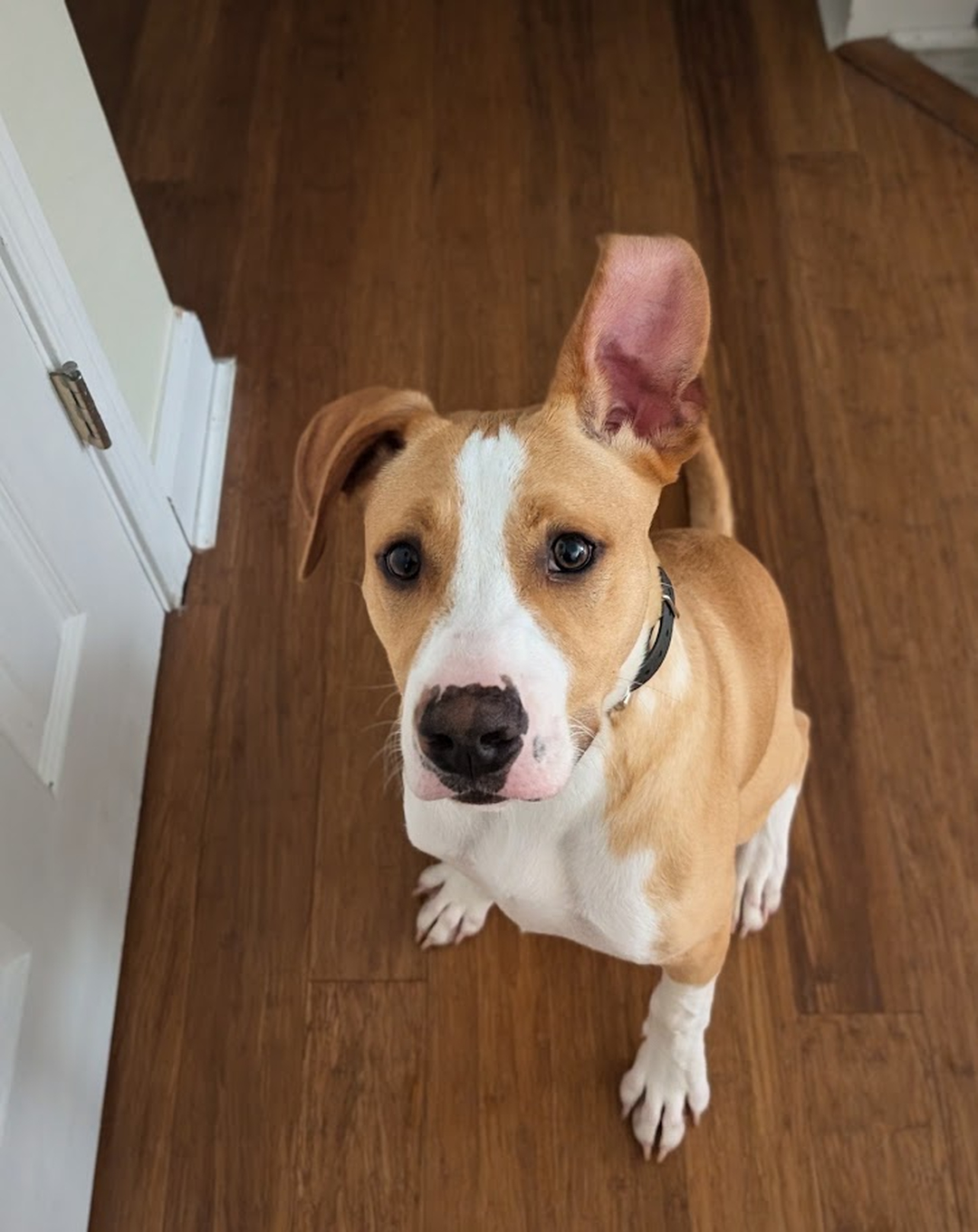 That focused little stare is what great training looks like 🐶

Fall is one of the best times to work on manners before holiday guests, cooler weather walks, and busier routines kick in. Dog Training Elite Greater Cincinnati offers in-home dog training throughout the Cincinnati area, with programs customized to your goals and your dog's needs.

Whether you need puppy obedience training for a new best friend, behavior training for dogs who bark, lunge, or jump, or a professional dog trainer to help with aggression or anxiety, our balanced training approach using praise, treats, and minimal corrections delivers lasting results. We also offer advanced dog training and service dog training for families with specific goals.

Our goal is to help you better understand your dog and improve your relationship, one session at a time.

Reach out today and someone from our team will reach out shortly to help schedule your evaluation. 🍂