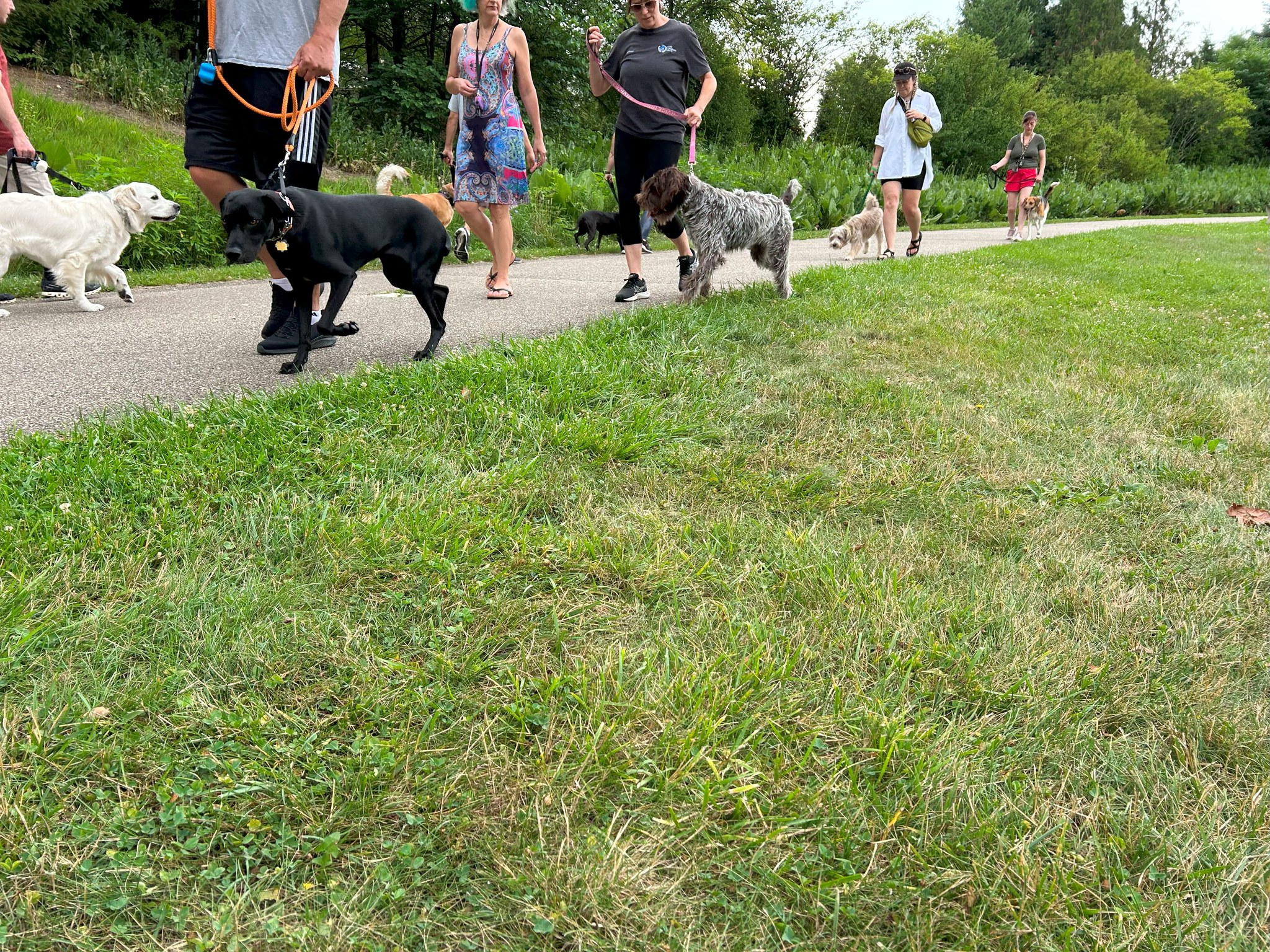 Such a paw-sitively amazing pack walk!