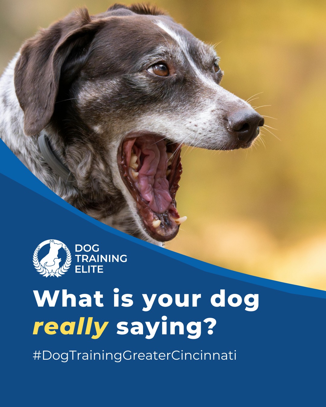 Dogs communicate constantly through posture, tail position, and facial expressions. Recognizing subtle signals like lip licking, yawning, or stiffening can prevent unwanted behaviors and strengthen your bond.

Professional trainers recommend observing your dog in different settings; home, park, and around strangers, to understand their comfort zones.

Consistent guidance helps dogs respond calmly and confidently.

🐾 Warm up your winter with a well-trained pup. Schedule your free in-home evaluation and see why families in Liberty Township, West Chester, and surrounding areas trust Dog Training Elite for results that last through every season.
 📍 https://maps.app.goo.gl/6oEXzBpFStru4fTv6



