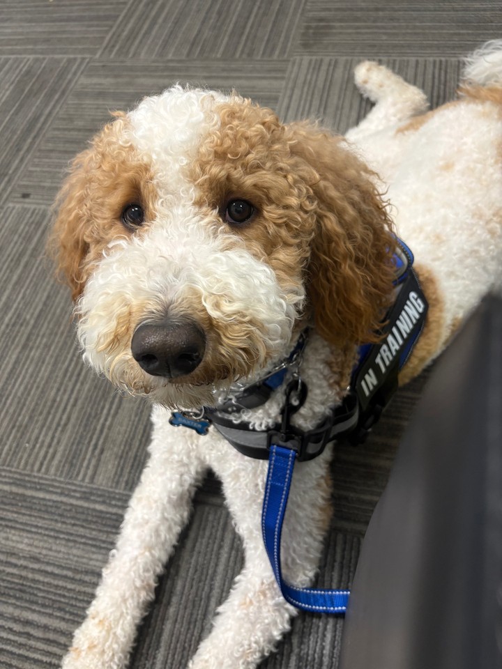 That focused look says it all. When a dog earns that In Training harness, it means real work is happening behind the scenes 🦮

At Dog Training Elite Greater Cincinnati, our service dog training programs help dogs learn life-changing tasks, from mobility assistance to psychiatric support. Our professional dog trainer team uses a balanced training approach with praise, treats, and minimal corrections, and every program is customized to your goals and your dog's needs.

As fall routines settle in across Cincinnati, it's a great time to start building skills that last. Whether you need dog obedience training, puppy obedience training, or help from a dog behaviorist with reactivity or anxiety, we come to you with in-home dog training that fits your schedule.

Our goal is to help you better understand your dog and improve your relationship, one session at a time 🐾

Reach out today and someone from our team will reach out shortly to help schedule your evaluation.