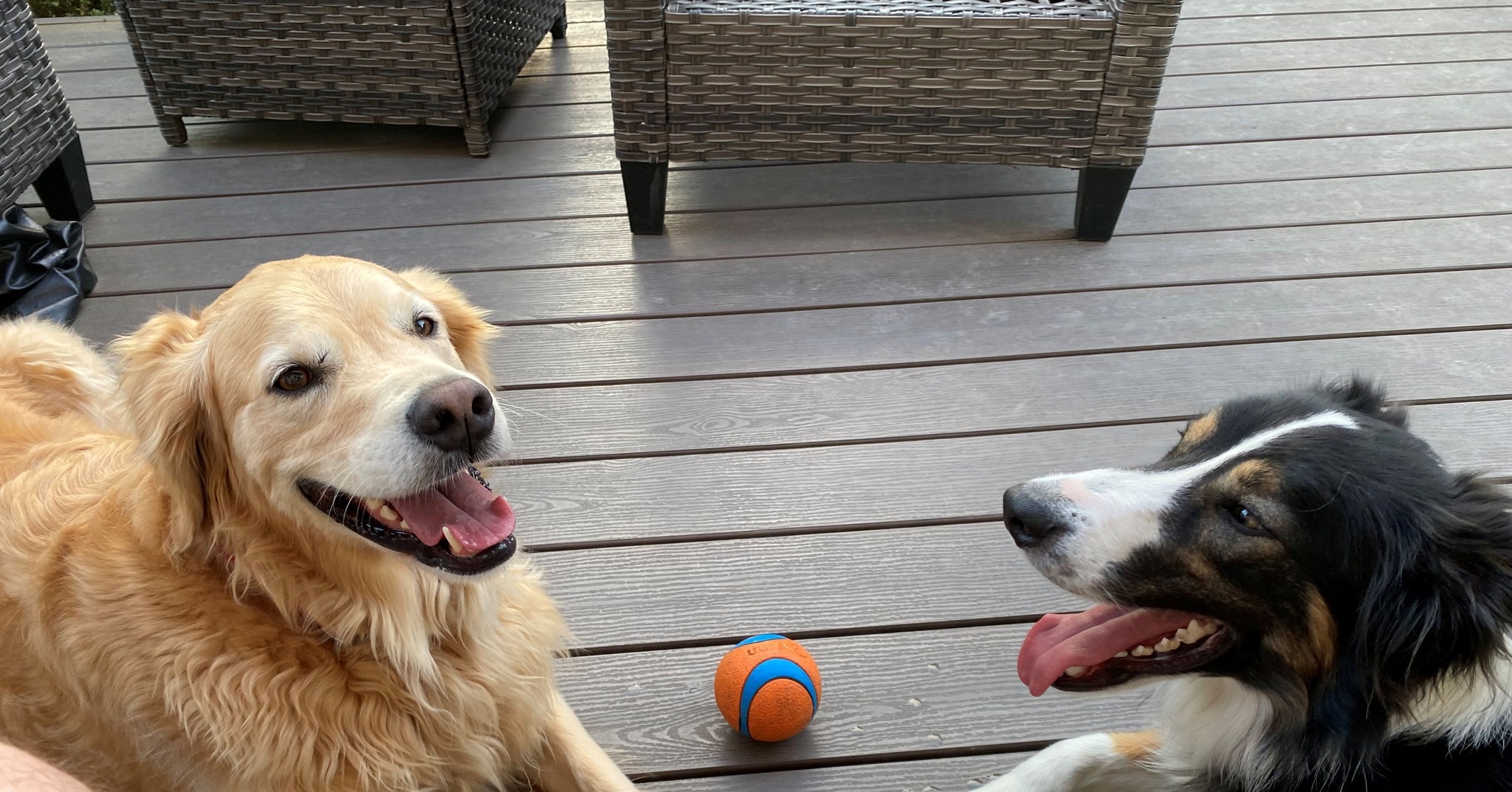 &ldquo;If you don&rsquo;t own a dog, at least one, there is not necessarily anything wrong with you, but there may be something wrong with your life.&rdquo;

This Wednesday wisdom brought to you by Bailey and Loki. They both agree dogs make everything better! 🐶