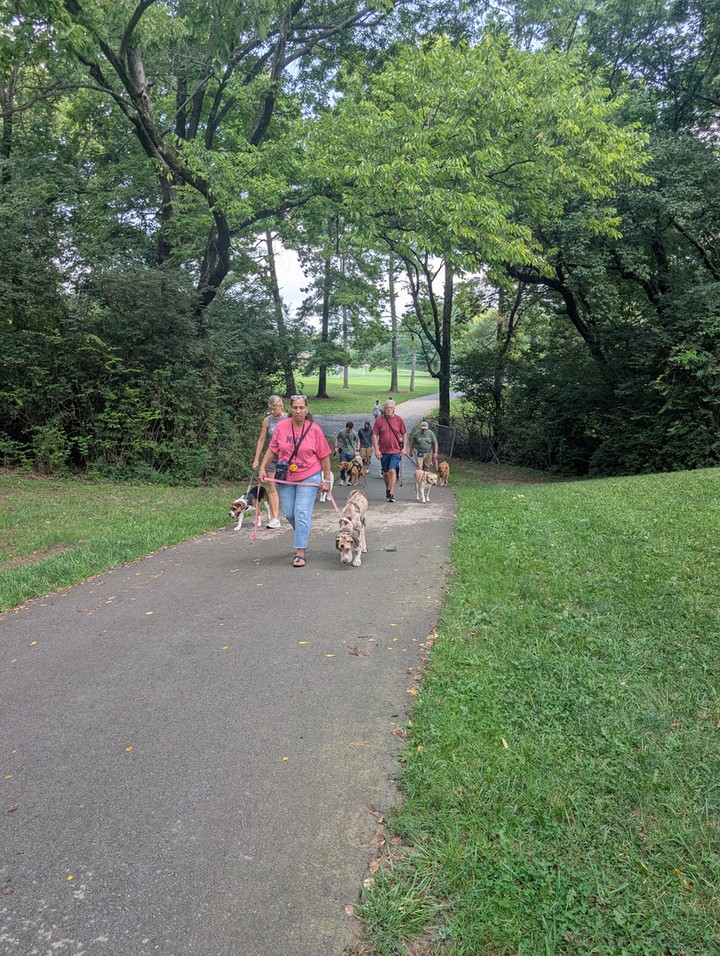 Crisp air, crunchy leaves, and a pack of dogs walking calmly down a tree-lined trail. That's what fall training looks like with us. 🍂🐾

Dog Training Elite Greater Cincinnati offers dog obedience training that works in the real world, not just in your living room. Our professional dog trainer team starts with in-home dog training to build a strong foundation, then many clients join our Saturday group classes at local parks around the Cincinnati area for practice with real distractions.

Our balanced training approach using praise, treats, and minimal corrections is customized to your goals and your dog's needs. Whether you need puppy obedience training for a new family member, behavior training for dogs who pull, bark, or react on walks, or advanced dog training for off-leash reliability, we can help. We also offer service dog training for those who need task-specific support.

Fall is one of the best times of year to train, so reach out today and someone from our team will reach out shortly to help schedule your evaluation.