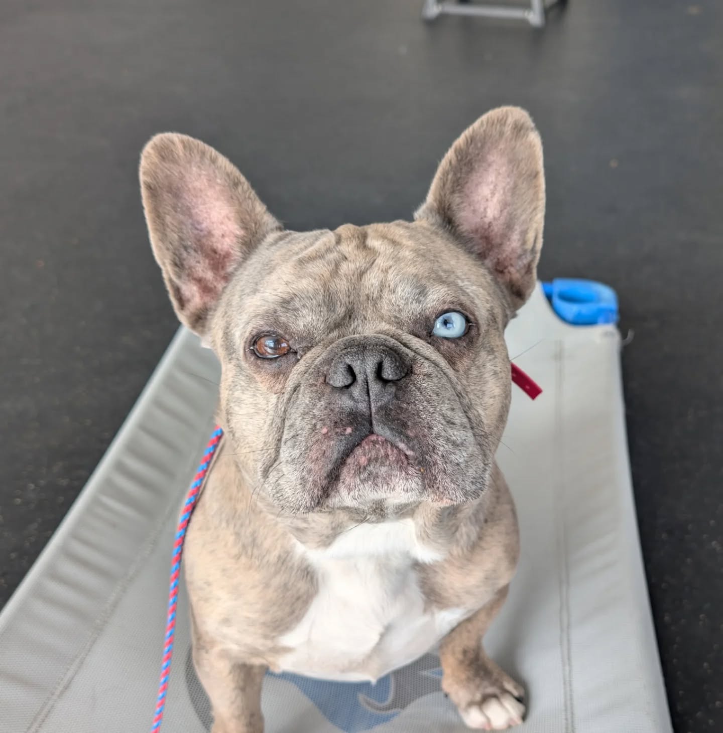 Fitzgerald the Frenchie.



