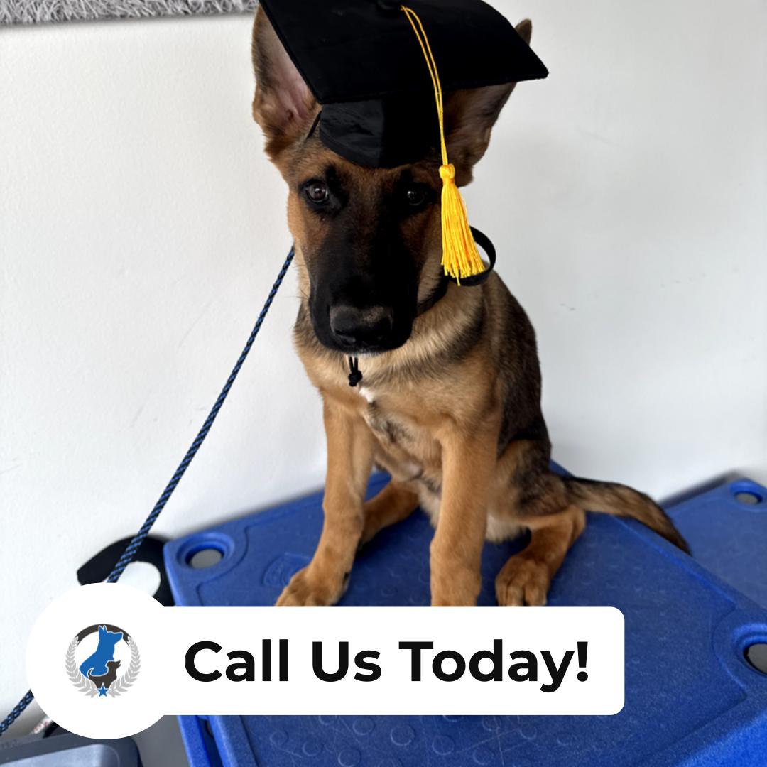 Ready to turn good intentions into real results with your dog? Dog Training Elite Greater Cleveland is a local Dog Trainer helping families around Cleveland learn calm leash walks, reliable recall, and better focus at home and out in the community. Our Basic obedience lessons keep things simple and practical, so your dog understands the rules and you know how to follow through. If you&rsquo;ve been searching &ldquo;dog trainer near me&rdquo; or &ldquo;dog training cleveland,&rdquo; we offer In home dog training and facility options to fit your schedule and your dog&rsquo;s needs. For bigger challenges like reactivity, guarding, or lunging, our team can work as an Aggressive dog trainer with a clear plan that supports both you and your dog. We also provide Service Dog Training for owners who want a dependable partner trained for real-life tasks.