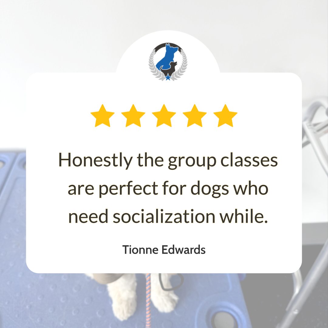 Every wagging tail deserves expert guidance! At Dog Training Elite Greater Cleveland, our group classes are spot-on for dogs who need socialization while picking up essential skills. Led by dog behavior experts with a passion for training, these sessions ensure every dog blossoms through positive reinforcement techniques. Whether it's basic obedience lessons or tackling more challenging behaviors, our dog trainers are here to transform your furry friend. Embark on a training journey customized for your dog and experience the joy of well-mannered companionship. Ready to take the next step? Visit us to discover how we can help build a better bond between you and your dog.