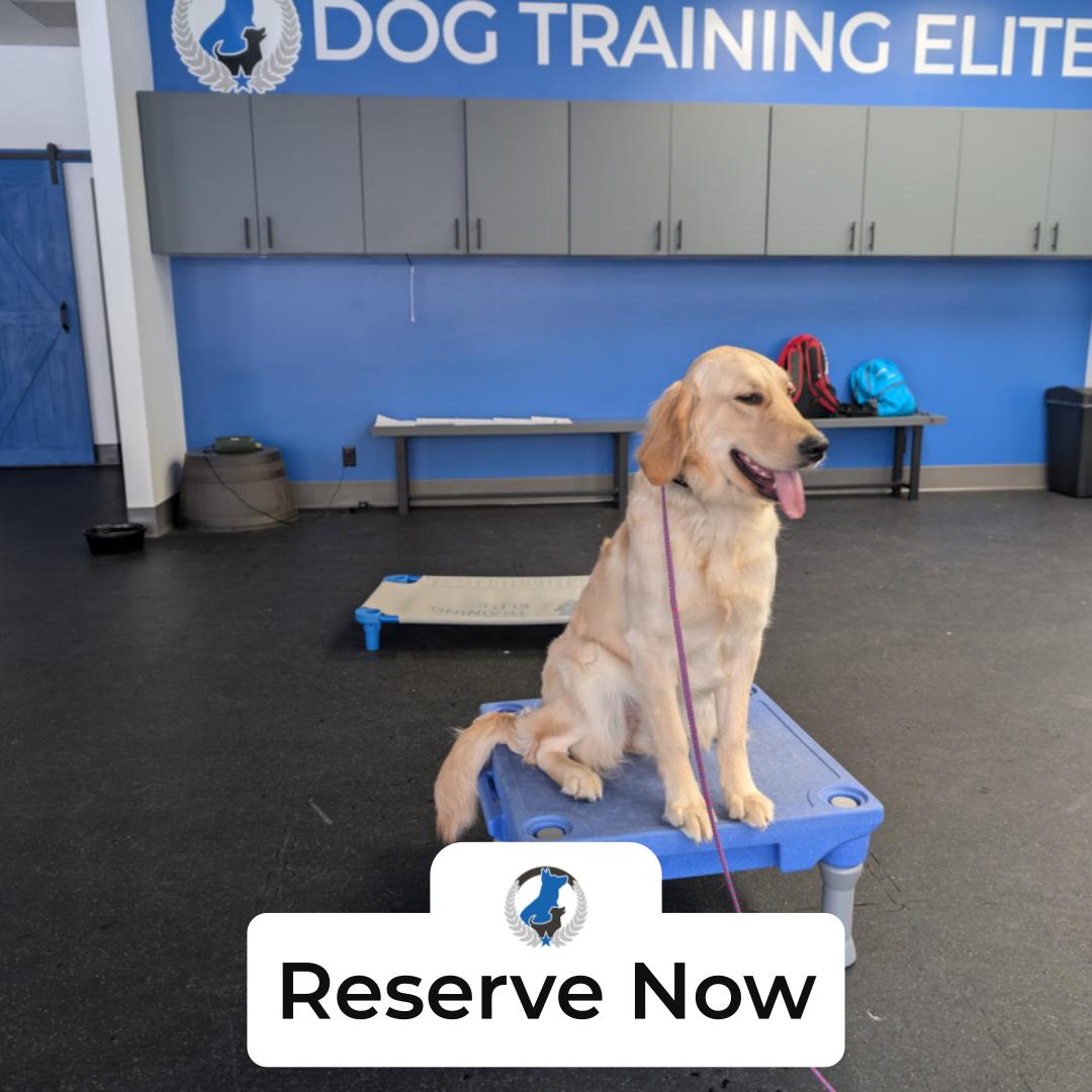 Working on manners and focus with your dog? Dog Training Elite Greater Cleveland is a local Dog Trainer serving families across the Greater Cleveland area, including the west side suburbs. If you&rsquo;ve been searching &ldquo;dog trainer near me,&rdquo; our team can help with a clear plan that fits your home and your routine. We offer In home dog training so your dog learns where it matters most, plus structured sessions at our North Olmsted facility like the one shown here. Need a Dog behavior expert for big reactions, barking, or guarding? Our Aggressive dog trainer program focuses on safer handling, better impulse control, and calmer walks. For reliable working skills, we also provide Service Dog Training and strong Basic obedience lessons so your dog listens in real-life places, not just in training.