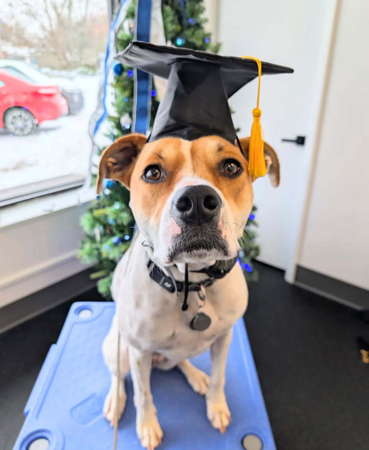 Scout it Christmas ready.