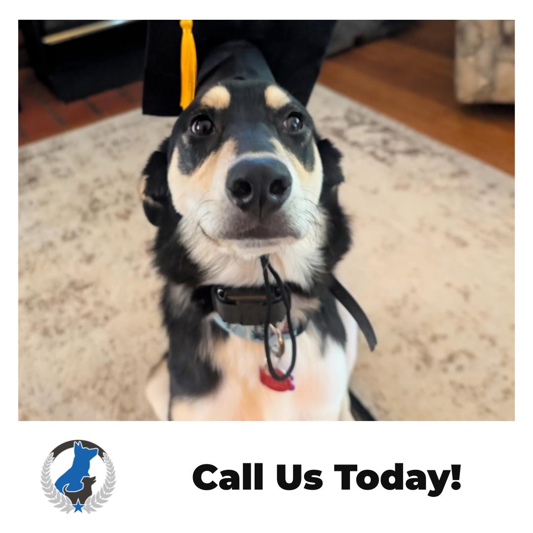 Graduation day for your dog starts with the basics 🎓🐾

At Dog Training Elite Greater Cleveland, we help families turn everyday chaos into calm with basic obedience lessons that work at home and out in the community. If you&rsquo;re in Bay Village, Rocky River, Westlake, Avon, North Olmsted, Strongsville, Lakewood, or Cleveland, our dog trainer team can meet you where you are with in home dog training that fits your routine.

✔ Loose leash walking and polite greetings
✔ Reliable sit, down, stay, and recall
✔ Better focus around distractions

Need more than obedience? We also offer service dog training and can help as an aggressive dog trainer when reactivity is getting in the way. If you&rsquo;ve been searching &ldquo;dog trainer near me&rdquo; or &ldquo;dog training Cleveland,&rdquo; let&rsquo;s talk and make a plan that feels doable. Schedule a free assessment today.