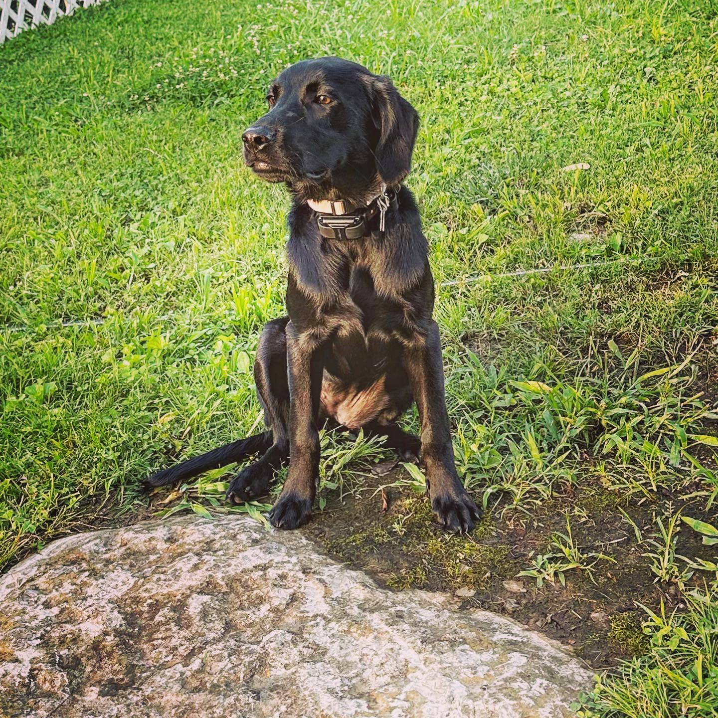 Last weeks student of the week, goes to this precious 5 1/2 month old Golden Retriever/Chocolate Lab mix named Pepper! She is in our gold package, with the goal to become a therapy dog in the near future! For her age she has come along way in such a short amount of time! 🐾You could be our next student of the week, Just give us a call at (844)744-3647 to set up your free in home evaluation!🐾