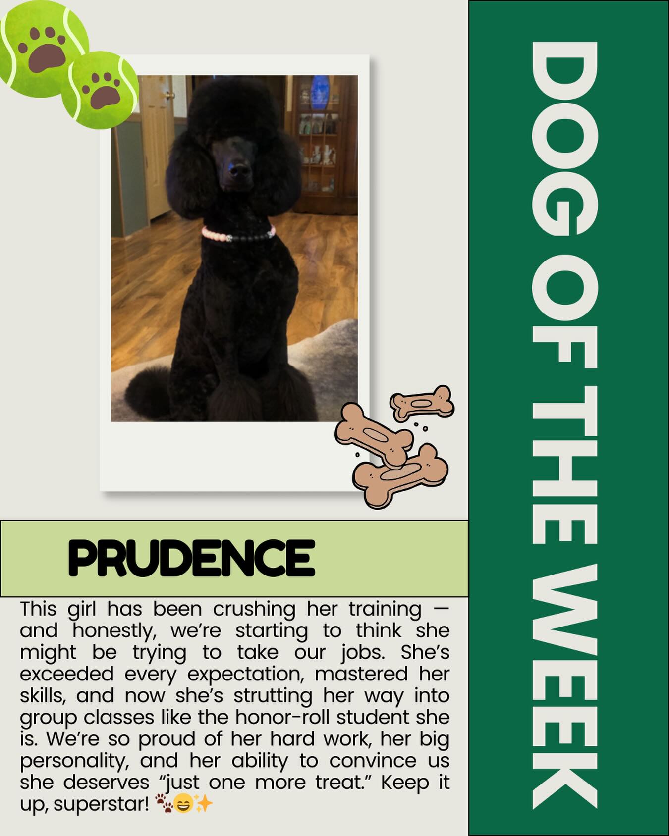 This superstar has been absolutely nailing her training and blowing us away every session. She’s confident, clever, and officially ready to take on group classes like a pro. We couldn’t be prouder of all her hard work — keep shining, sweet girl! 🐾✨💛