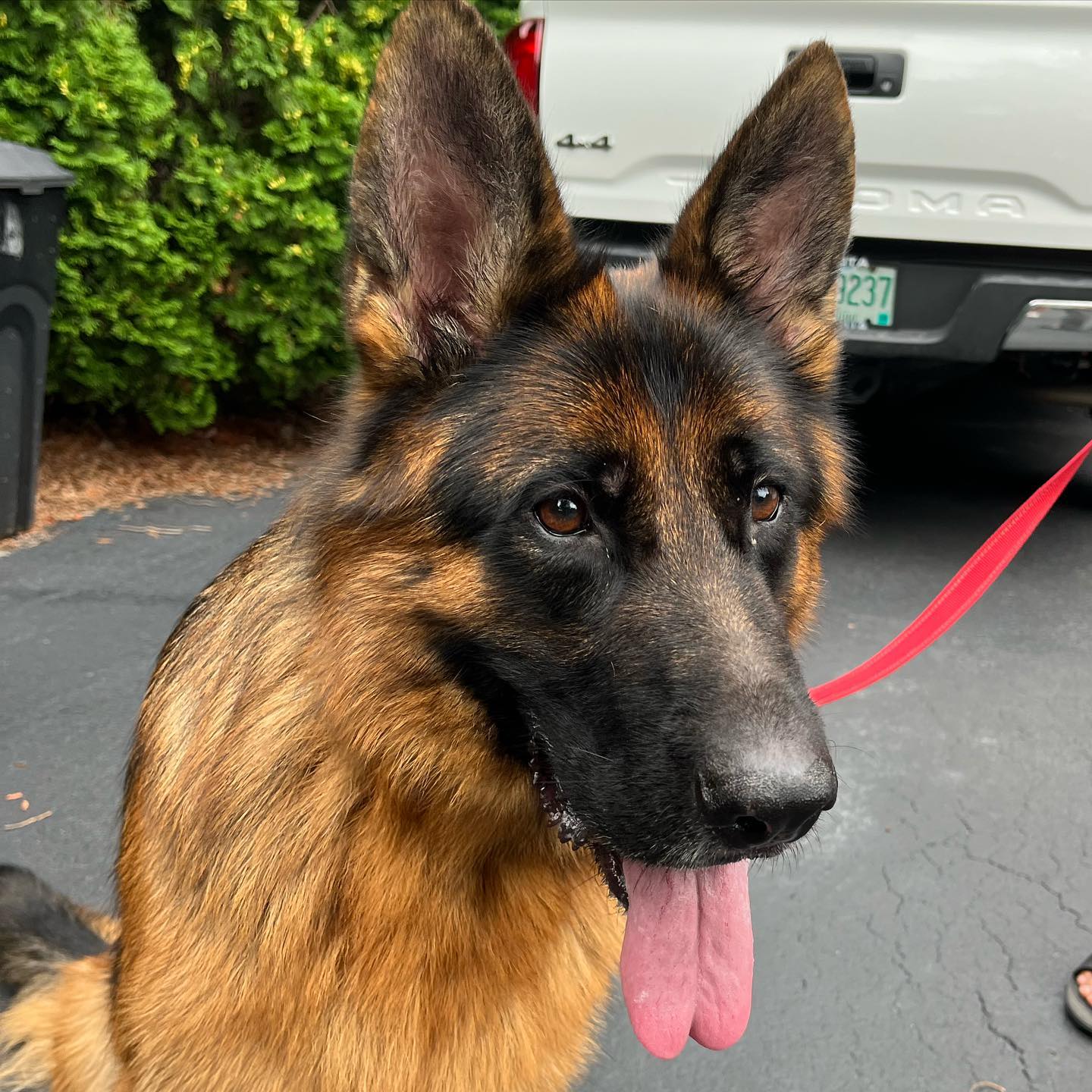 Everyone meet Leo! 

Next Tuesday he will be halfway through our Gold Obedience and his owners are thrilled with the progress he&rsquo;s already made in one week. Consistency is always key. 

