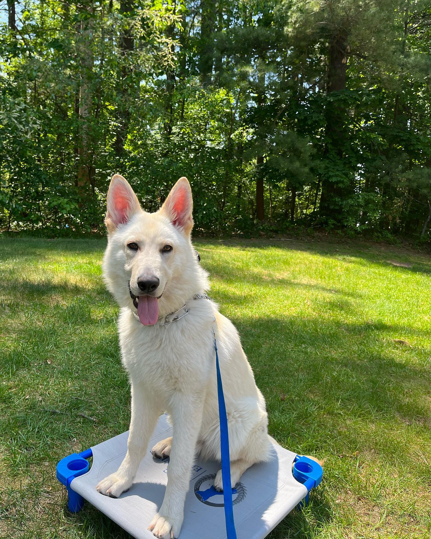 Everybody welcome Cass! He is a 6 month old German shepherd who dreams of becoming a service dog. Here he is demonstrating place with a little bit of distance between the trainer and himself, he&rsquo;s doing amazing so far!! 
Side note: Cass is on a long line so we can practice his duration and distance on place safely!!