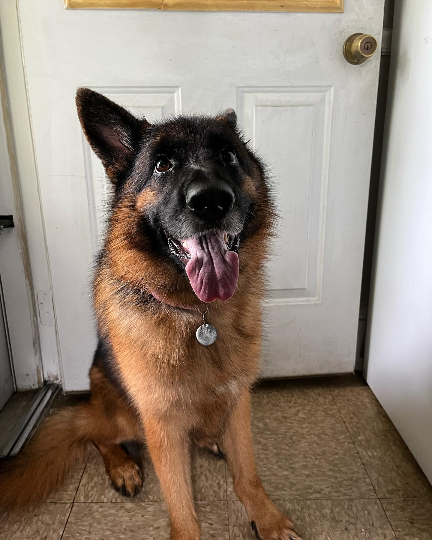 Welcome to the DTE NH team Scarlett!!! 

&bull;Scarlett and her owner Florence have a goal to train up to therapy/service!!