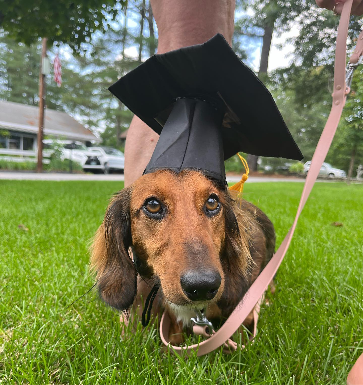 Sewwi graduated today and turns 2 on Monday!! Mom is so proud of how well he&rsquo;s been doing and is so excited for group classes to start up! Everyone give him a round of apaws