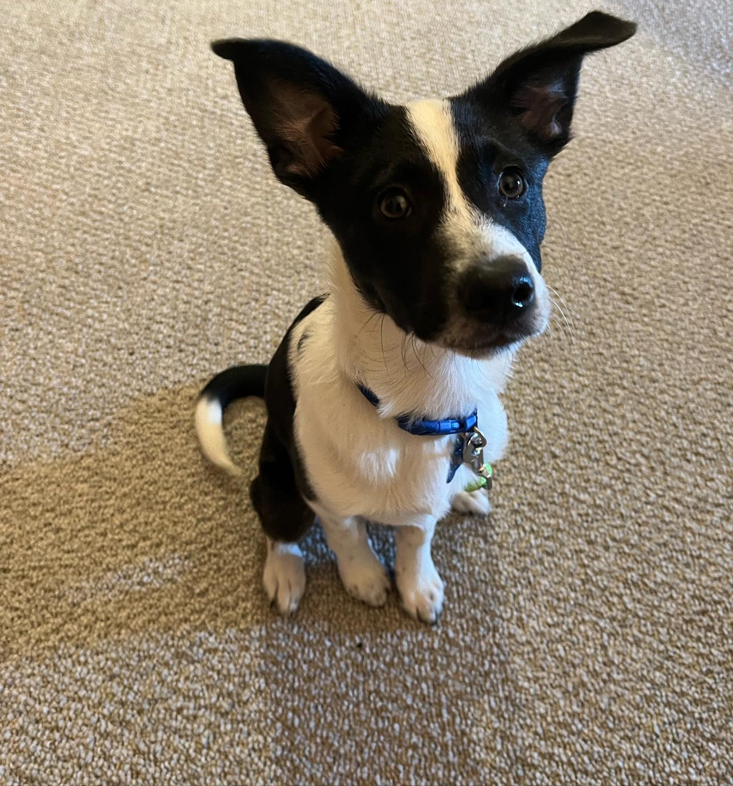 Everybody welcome Oliver to the DTE team!! 

Look at his good sit. Haley, our lead trainer, cannot wait to see how he progresses.

