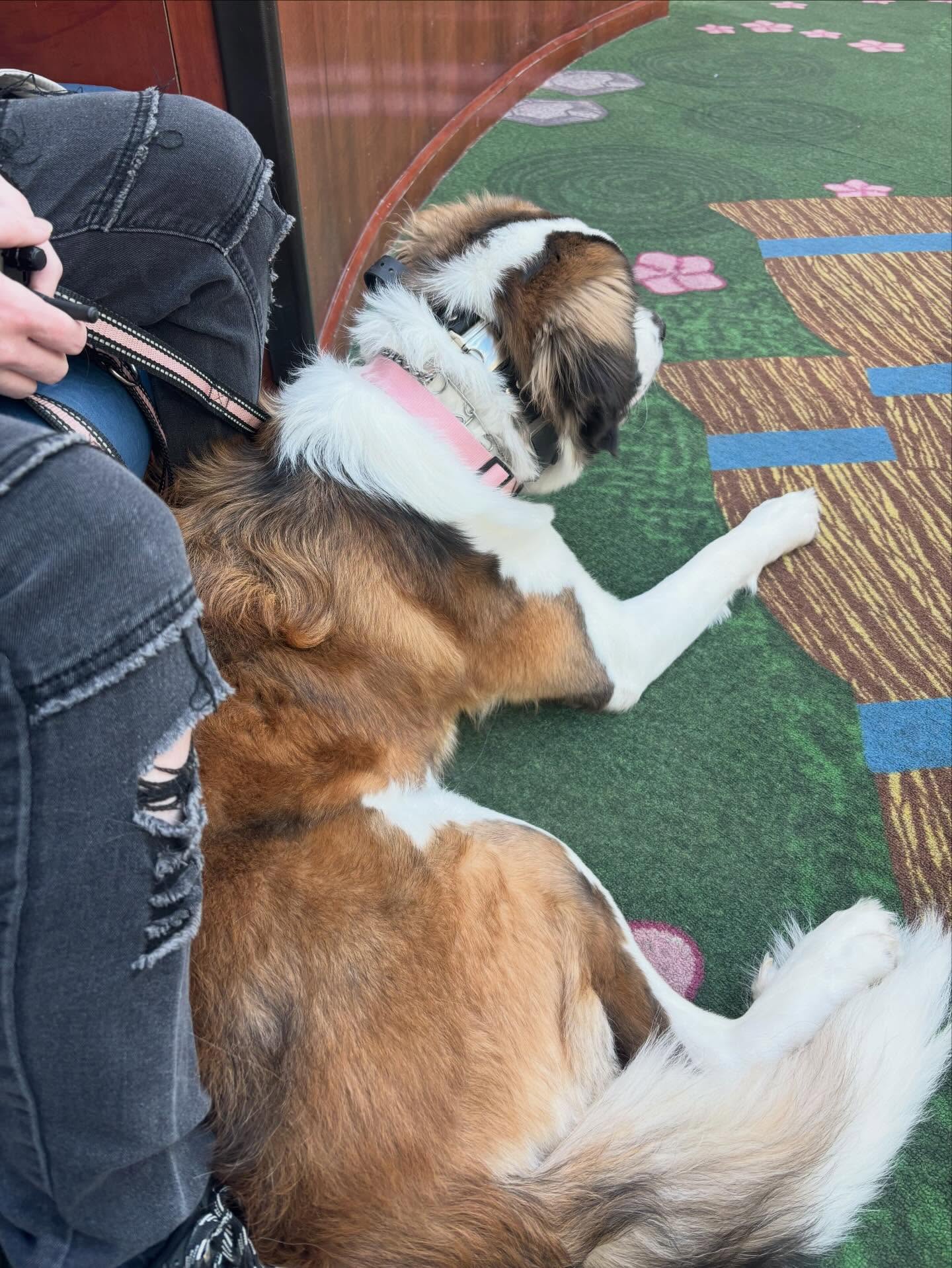 So proud of Soup, working hard in the community while training to be a service dog and make a real difference 🥰🐾