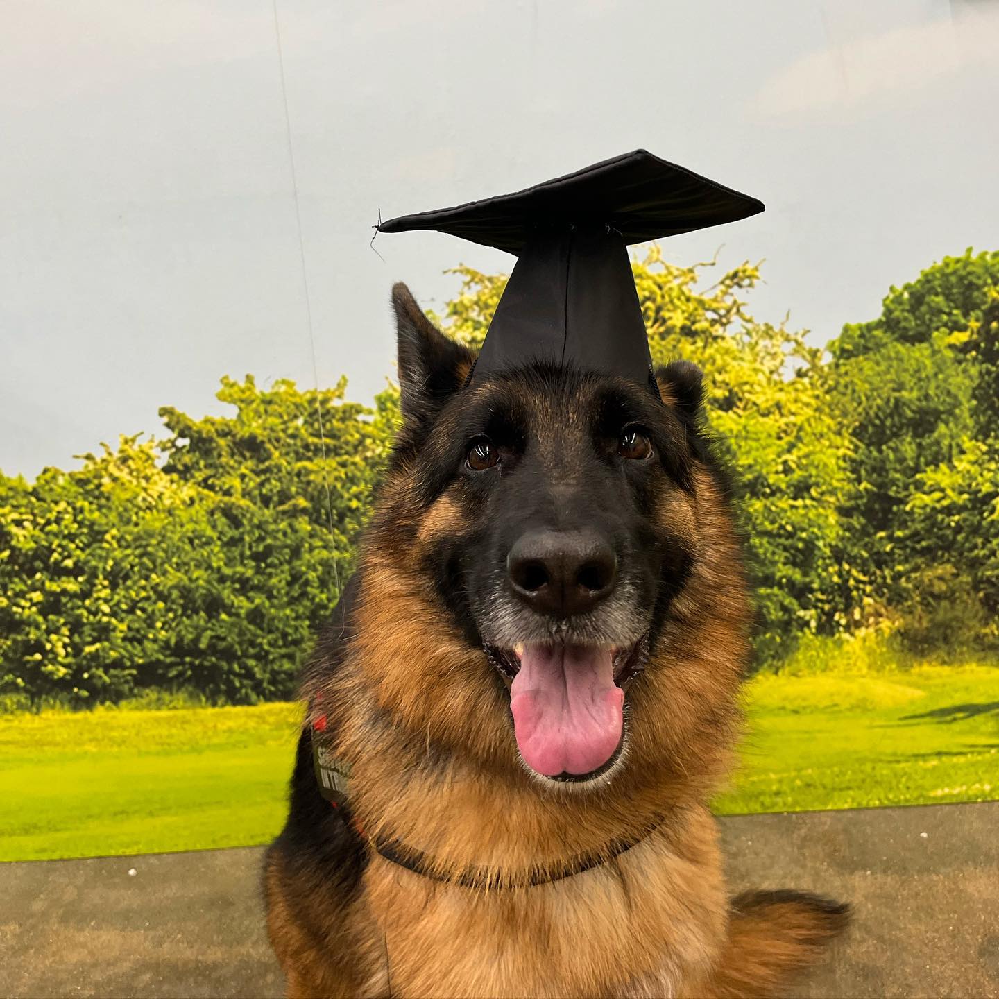 Congratulations miss Scarlett and her owner Florence for graduating Gold Obedience! 

Florence has been dedicated and works with Scarlett every chance she can and I have got to commend her for that. Consistency is always key!! 

