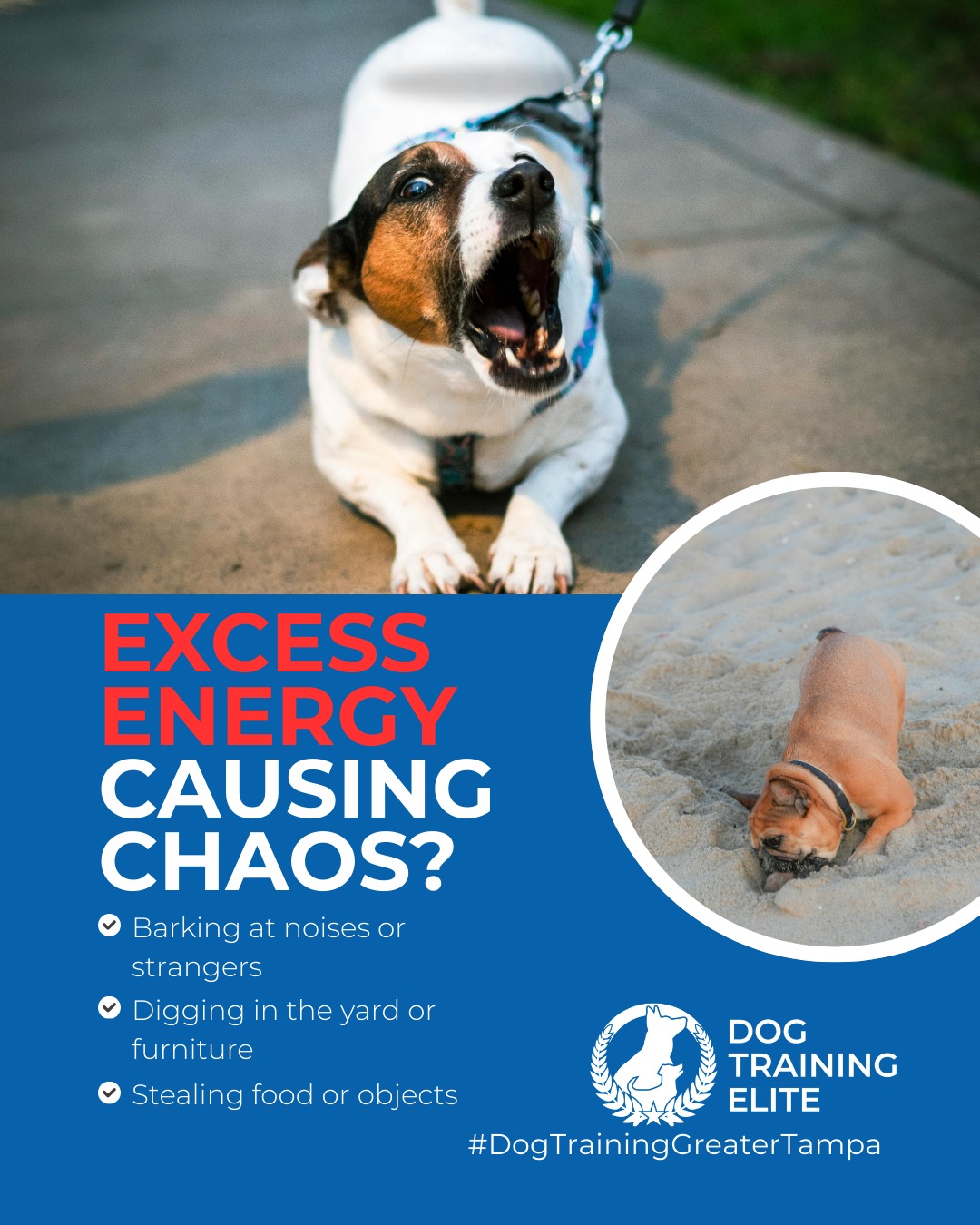 Feeling frustrated with excessive barking or digging? You&rsquo;re not alone! 🚫

These behaviors often come from boredom, anxiety, or lack of proper outlets. Our behavior solutions at Dog Training Elite Greater Tampa help you understand your dog&rsquo;s triggers and redirect their energy into calm, focused, and enjoyable activities.

🎯 From basic obedience to advanced service dog training, Dog Training Elite Greater Tampa helps dogs near Wesley Chapel build better behavior and stronger bonds this season. 🐾




