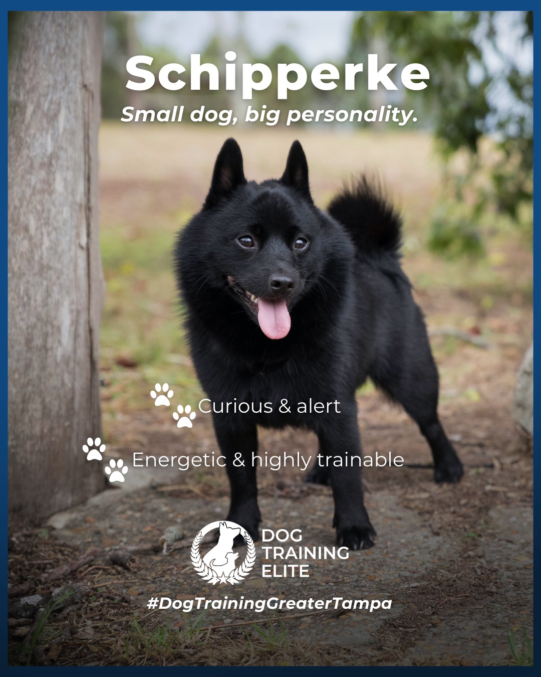 If you&rsquo;re looking for a dog with curiosity, energy, and smarts to spare, the Schipperke is a perfect match. This little black dynamo thrives when given mental stimulation, consistent guidance, and clear communication.

Training tip: Schipperkes excel when obedience exercises are combined with fun games that challenge their mind, it keeps them focused, confident, and happily engaged.

🐾 Make better behavior your first win of the year. Book your free in-home evaluation and see why Wesley Chapel and Land O' Lakes dog owners choose Dog Training Elite for real, lasting results.
 📍 https://maps.app.goo.gl/1ZJg4LdYD2tp6W476


