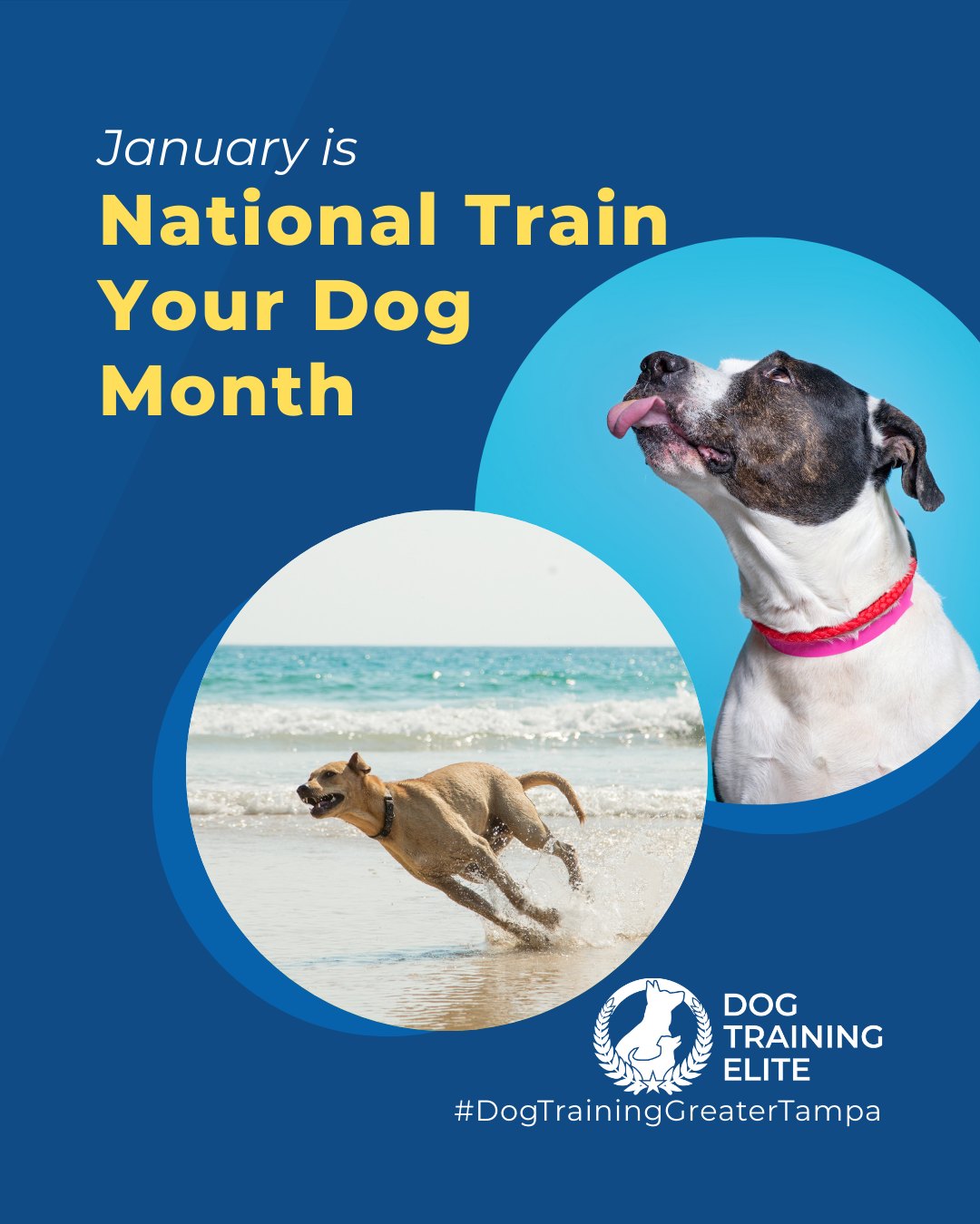 January is National Train Your Dog Month! Whether you&rsquo;re looking to raise a well-behaved companion through obedience or puppy training, prepare your dog for service or medical alert work, or train a therapy dog to bring comfort to others, this is the perfect time to start. 

At Dog Training Elite Greater Tampa, we help dogs and their humans reach their full potential while strengthening the bond between them.

✨ Personalized training programs for every goal
 🏡 Build reliability at home, in public, or in professional settings
 💪 Guidance from experienced trainers to support your journey

🎉 Make better behavior your first win of the year. Book your free in-home evaluation and see why Wesley Chapel and Land O' Lakes dog owners choose Dog Training Elite for real, lasting results.
 📍 https://maps.app.goo.gl/1ZJg4LdYD2tp6W476



