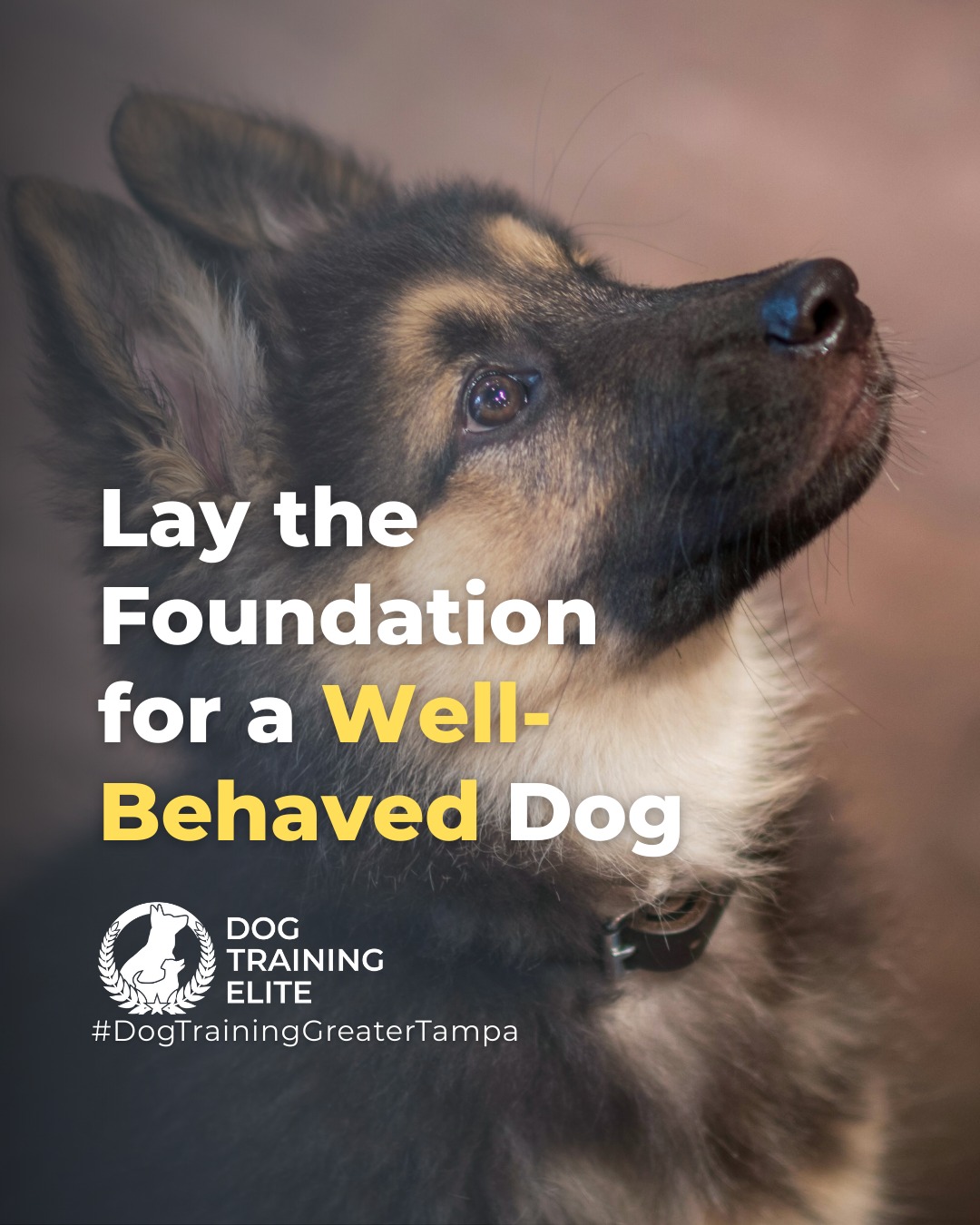 Is your new puppy full of energy, curiosity, and a little chaos? You&rsquo;re not alone. Many well-meaning owners struggle with chewing, barking, accidents, and hyperactivity. The good news is that early, effective training can make all the difference.

✅ Master leash and potty training
✅ Reduce chewing, digging, and stealing
✅ Calm barking, whining, and hyperactivity
✅ Build confidence and communication
✅ Foster a lifelong bond with your puppy

Dog Training Elite Greater Tampa offers expert puppy training programs that guide you step by step, helping you and your puppy succeed together. Start your journey toward a well-behaved, happy companion today.

Warm up your winter with a well-trained pup. Schedule your free in-home evaluation and see why families in Wesley Chapel, Land O' Lakes, and surrounding areas trust Dog Training Elite for results that last through every season.
 📍 https://maps.app.goo.gl/1ZJg4LdYD2tp6W476



