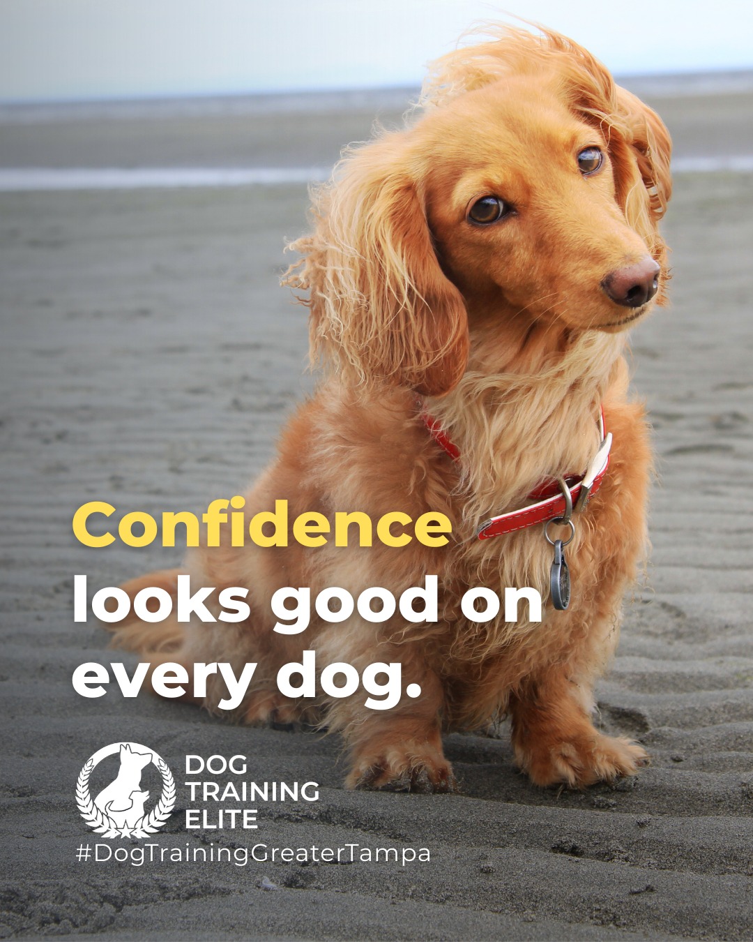 Is your dog&rsquo;s confidence holding them back?

Some dogs, especially those with high prey or protection drive, just need structure to channel that energy into focus and calm behavior. Training builds trust, direction, and the kind of confidence that shows in every step.

🐾 Make better behavior your first win of the year. Book your free in-home evaluation and see why Wesley Chapel and Land O' Lakes dog owners choose Dog Training Elite for real, lasting results.
 📍 https://maps.app.goo.gl/1ZJg4LdYD2tp6W476



