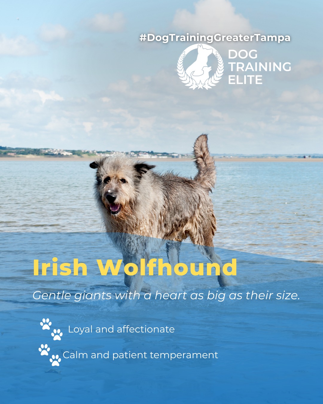 Irish Wolfhounds are known for their towering size, but their gentle and loyal nature makes them true companions. With calm patience and a heart full of affection, they thrive when given proper training and guidance. Socialization and consistent obedience help these gentle giants become confident, reliable, and happy members of your family. 

From basic obedience to advanced service dog training, Dog Training Elite Greater Tampa helps dogs near Wesley Chapel build better behavior and stronger bonds this season. 🐾
 📍 https://maps.app.goo.gl/1ZJg4LdYD2tp6W476


