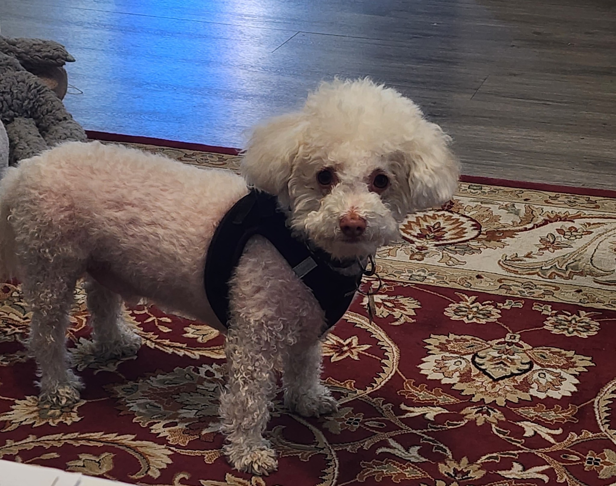 Congratulations to Leo! He finished his training this week! What a good boy!
