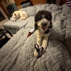 Hope you're having a great weekend from our client's service dog, Nola!