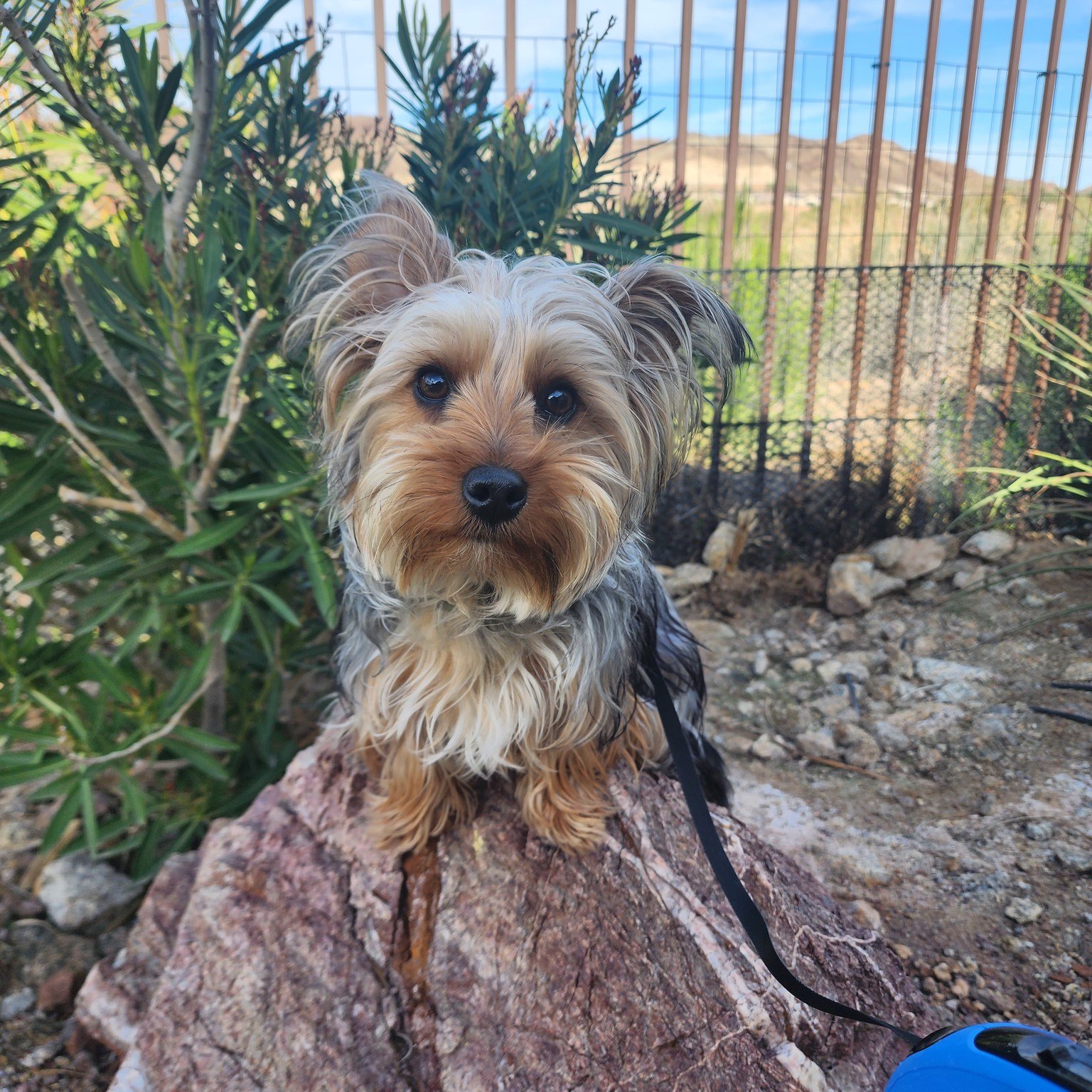 Meet Yoshi! This amazing boy just graduated from his Silver Obedience Training yesterday&mdash;what a superstar! So proud of this pup! 🐾❤️