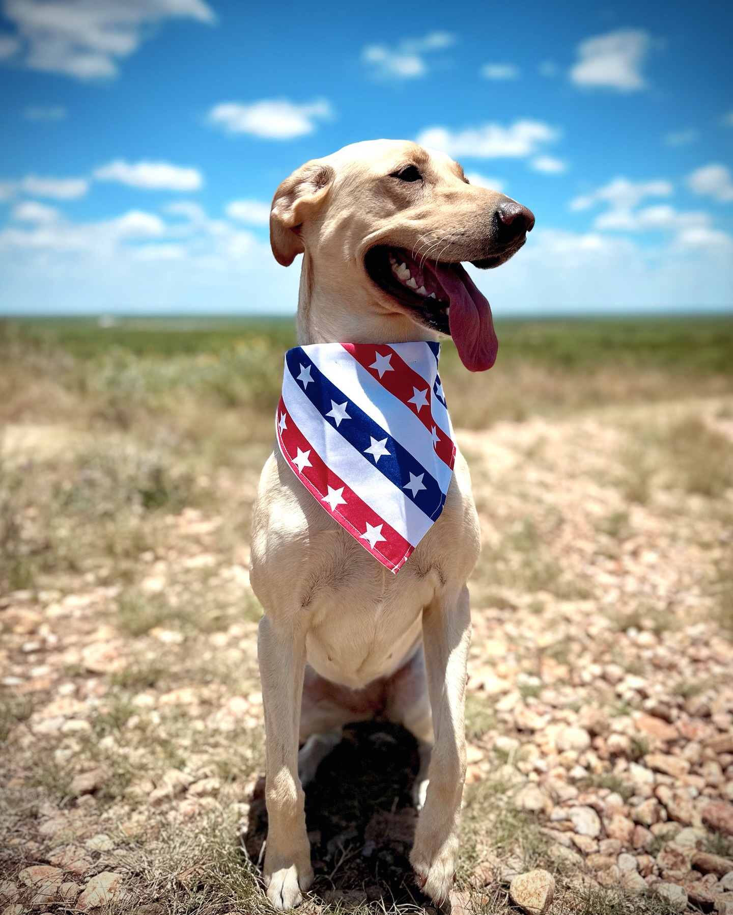 🇺🇸Happy Independence Day!🇺🇸