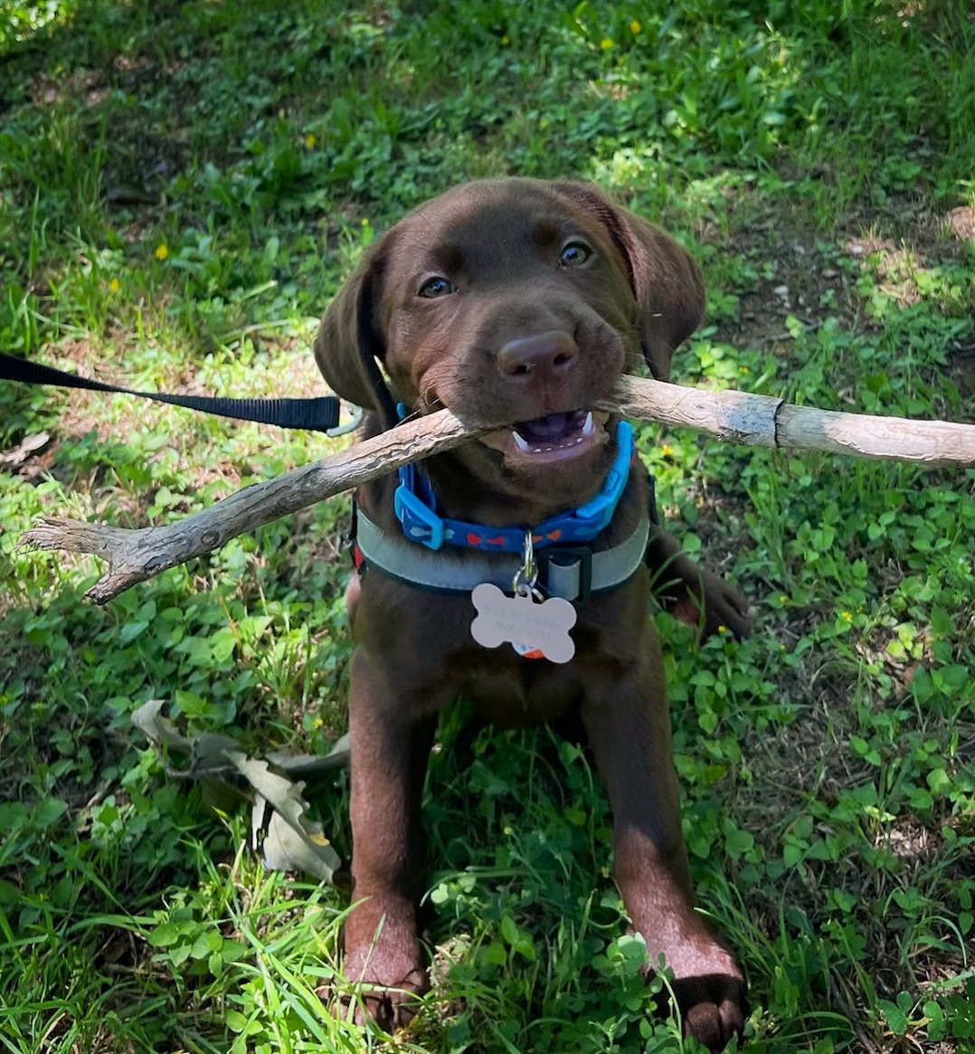 🐾Hey pack, this is future service dog Riley Hope! She wants to know if you approve of this stick. 