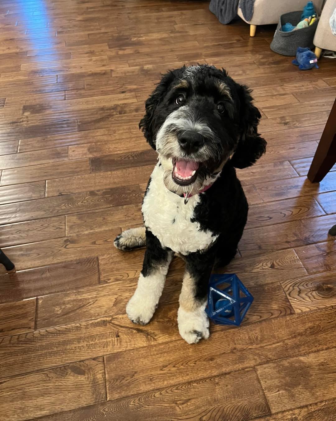 Welcome Bailey, the BerneDoodle, to the pack. We&rsquo;re excited to get her and her owners started on the perfect training plan for them. Call us if you want that good dog you&rsquo;ve always dreamed of having. 256.541.3019