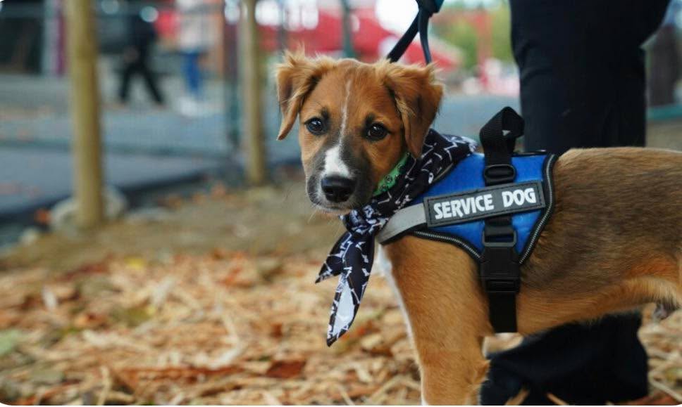 https://www.servicedogs.com/