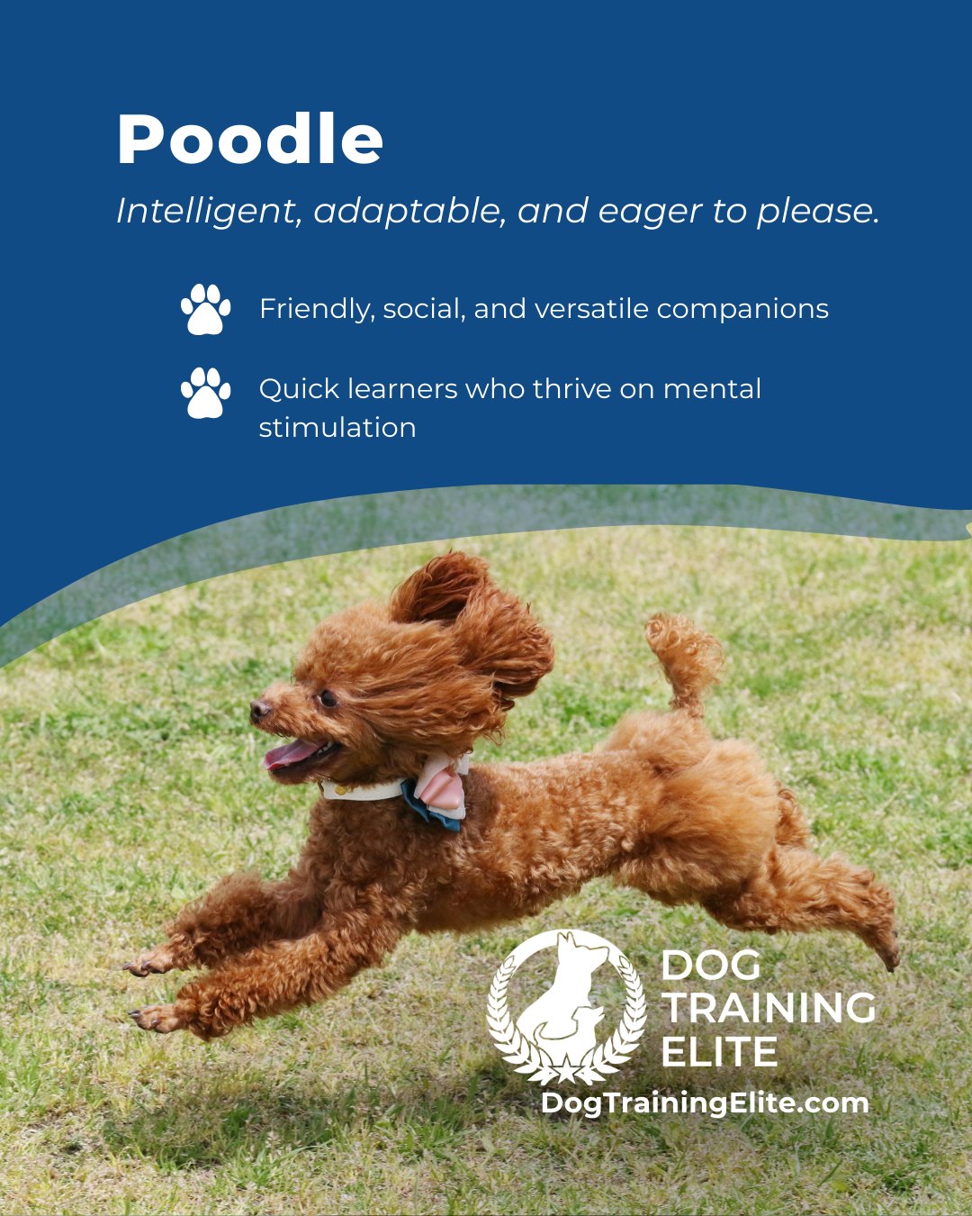 Poodles aren&rsquo;t just stylish, they&rsquo;re brilliant problem solvers and highly trainable. Their intelligence and eagerness to engage make them ideal candidates for obedience training, service work, and active family life. With balanced guidance, they develop focus, confidence, and a strong bond with their handler.

🎁 Ready to unwrap the gift of a well-behaved dog? Schedule your free in-home evaluation and discover why Downtown Huntsville and Clifts Cove families rely on Dog Training Elite, through the holidays and beyond.
 📍 https://maps.app.goo.gl/Mg5GPWjPAqJ1osvy6



