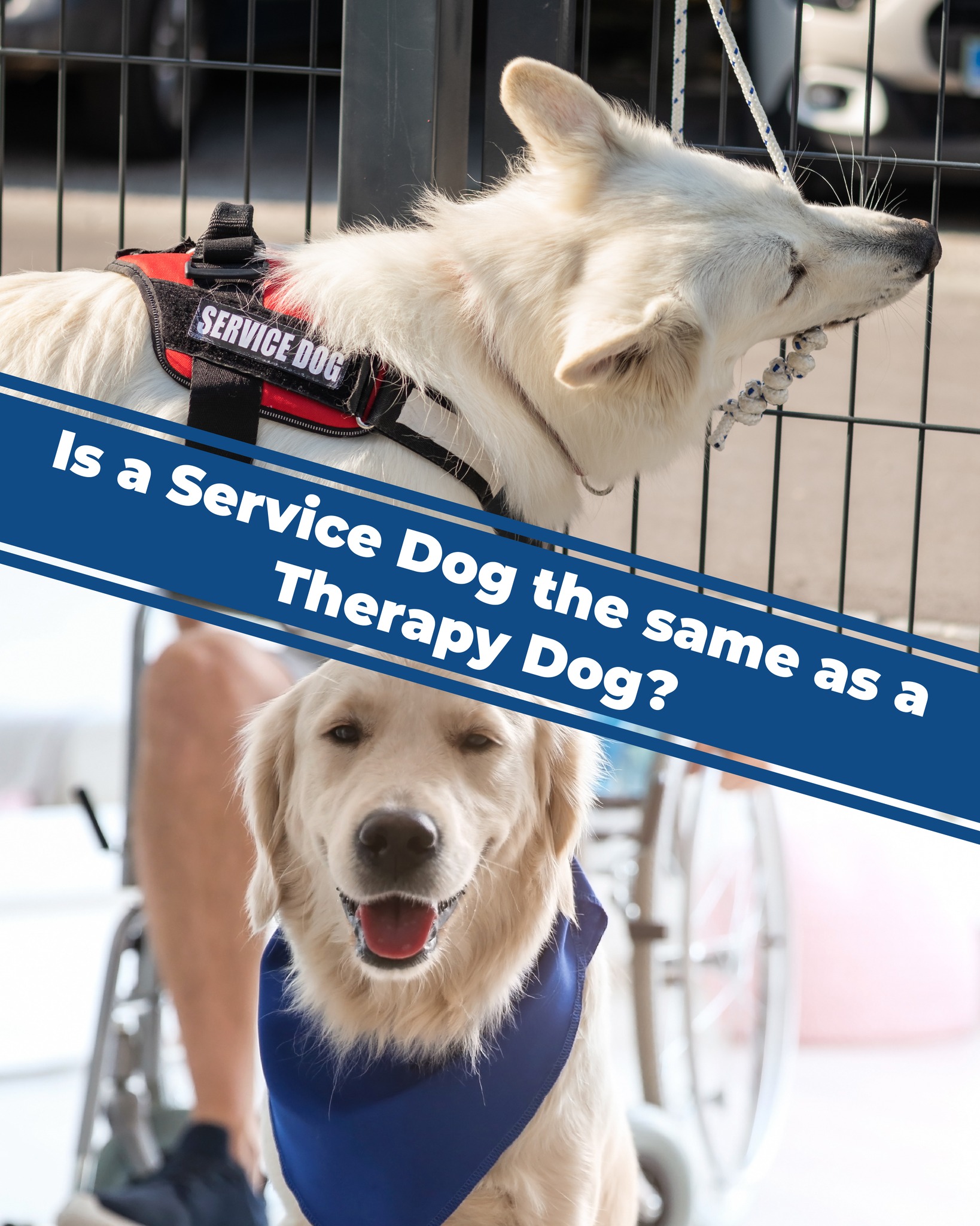 Did you know that service dogs and therapy dogs are both trained to assist, but in different ways? Service dogs assist their handlers, while therapy dogs provide comfort and emotional support to others. At Dog Training Elite we offer training for both!

Dog Training Elite 
256-541-3019

 