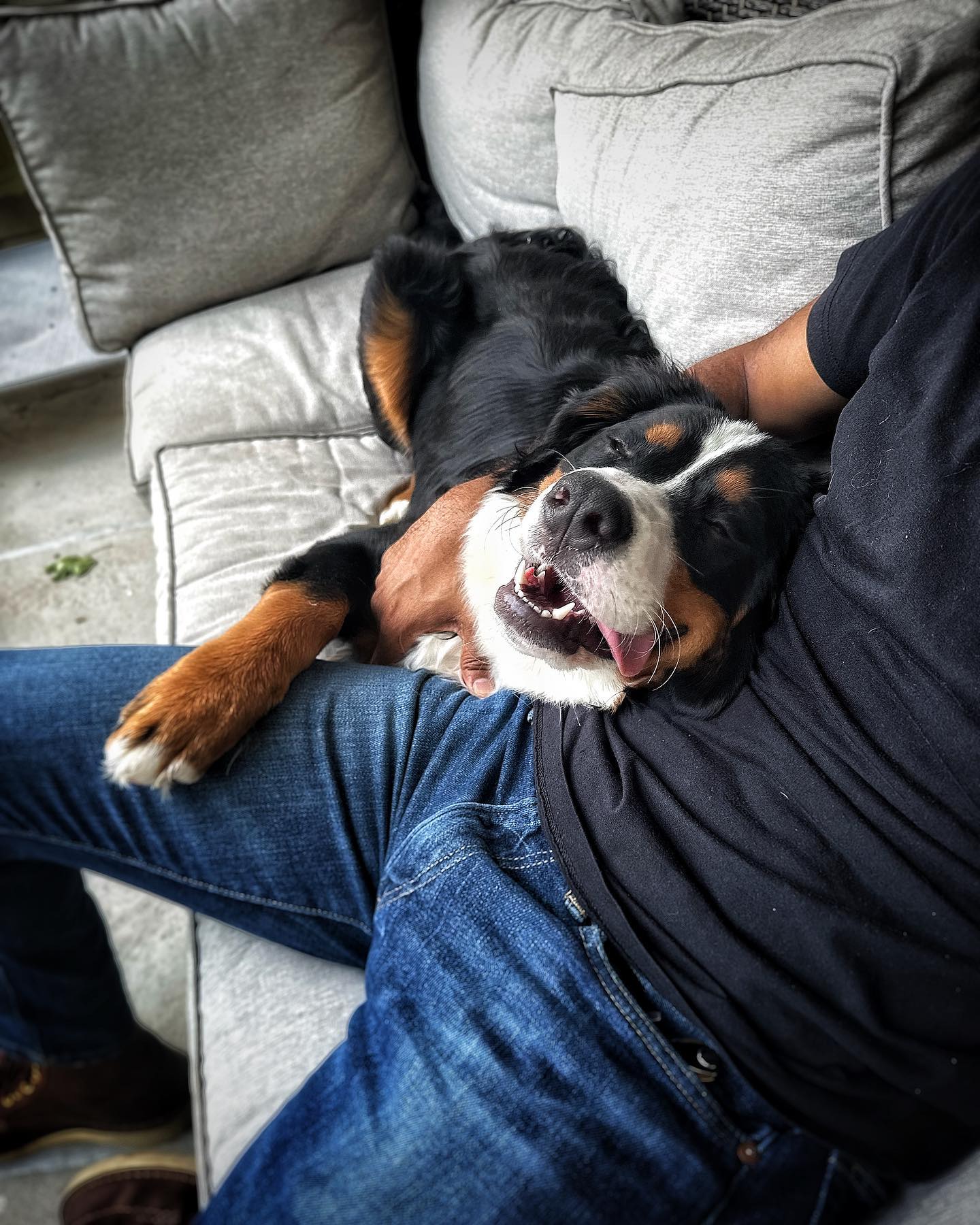 For this weeks What is it Wednesday, we are talking about boundaries. Boundaries vary from person to person and dog to dog. Boundaries are the things your dog is allowed to do or not do. For example being on furniture. Some pups just can&rsquo;t handle being on furniture. Digging in the couch, getting possessive over a certain comfy spot or many other things can be reasons why they can&rsquo;t be on the couch. Other dogs are perfectly fine on furniture but their owners just don&rsquo;t want them up there. That&rsquo;s all ok! Your dog does not have to be on the furniture and you are not a bad dog owner if you let your dog on the furniture. The keys to success with boundaries are knowing what your dog can handle and being consistent. If they aren&rsquo;t allowed on the furniture make sure they know that. If they are only allowed in the backseat of the car make that very clear. If they are never allowed by the dinner table when you are eating keep that rule solid. Fuzzy boundaries just create frustration for you, confusion for your pup and a less than ideal relationship in general. The clearer you are with setting the expectations and consistently following through, the more successful and happy you&rsquo;ll be.






