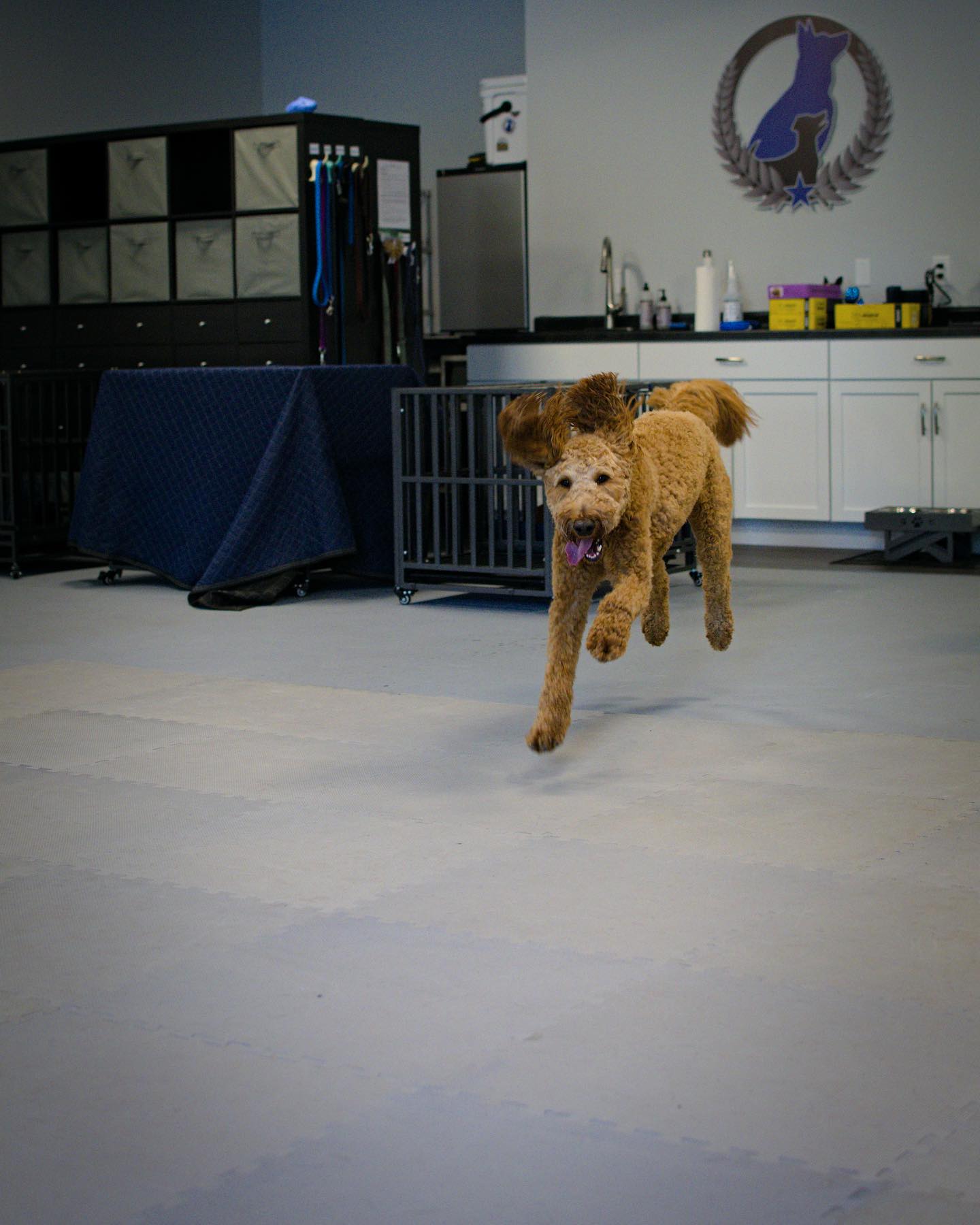 For todays What is it Wednesday we are talking about Energy! Energy levels in our dogs are critical to watch. A dog who&rsquo;s tired will probably not perform as well, while a dog who is bubbling over, won&rsquo;t do well either. This does not mean that we don&rsquo;t require the same things but that we don&rsquo;t push them too hard when they&rsquo;re already burned out. If it is the opposite and the dog has a lot of energy, running them through a training session can help focus them and help them to contain themselves. Watch your dog, learn your dogs behaviors and adjust accordingly.





