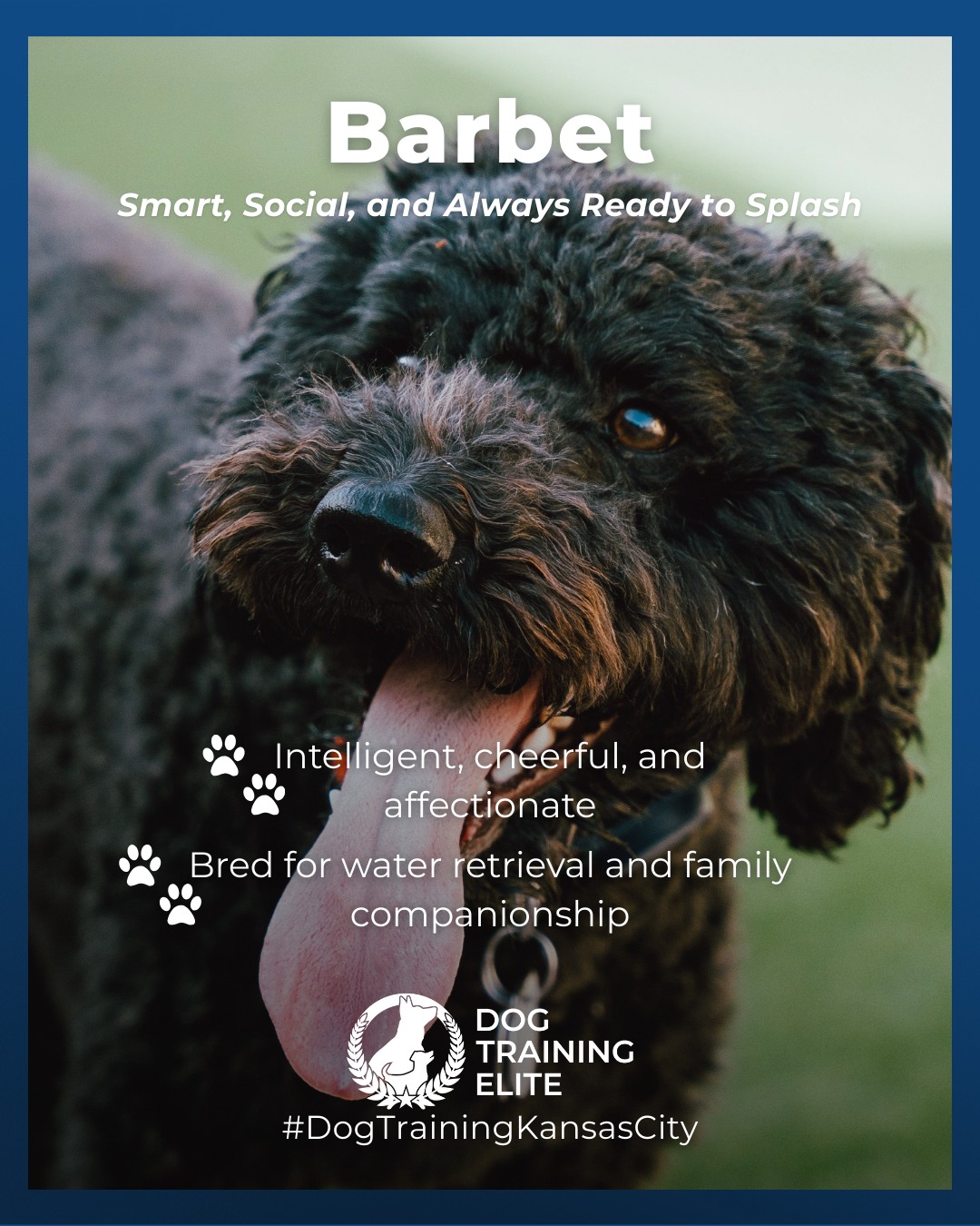 Meet the Barbet, a rare and versatile breed known for its joyful personality and love for water. With a balanced prey and play drive, Barbets thrive when their minds and bodies are both engaged.

Originally bred as water retrievers, they excel in obedience, agility, and outdoor adventures. Their affectionate nature makes them devoted family companions who love being part of the action.

Consistent, confidence-building training helps channel their enthusiasm into focus and reliability, whether they&rsquo;re at home or by the water.

🐾 Make better behavior your first win of the year. Book your free in-home evaluation and see why Kansas City and Overland Park dog owners choose Dog Training Elite for real, lasting results.
 📍 https://maps.app.goo.gl/gRdBPWCrfbzeXenu9



